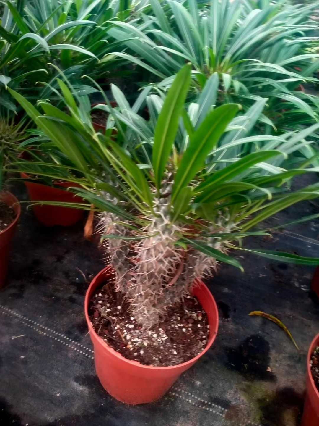 6株 アフリカハオウジュ 多肉植物 エケベリア セダム アエオニウム グラプトペタルム 韓国苗 寄せ植え ZX 151