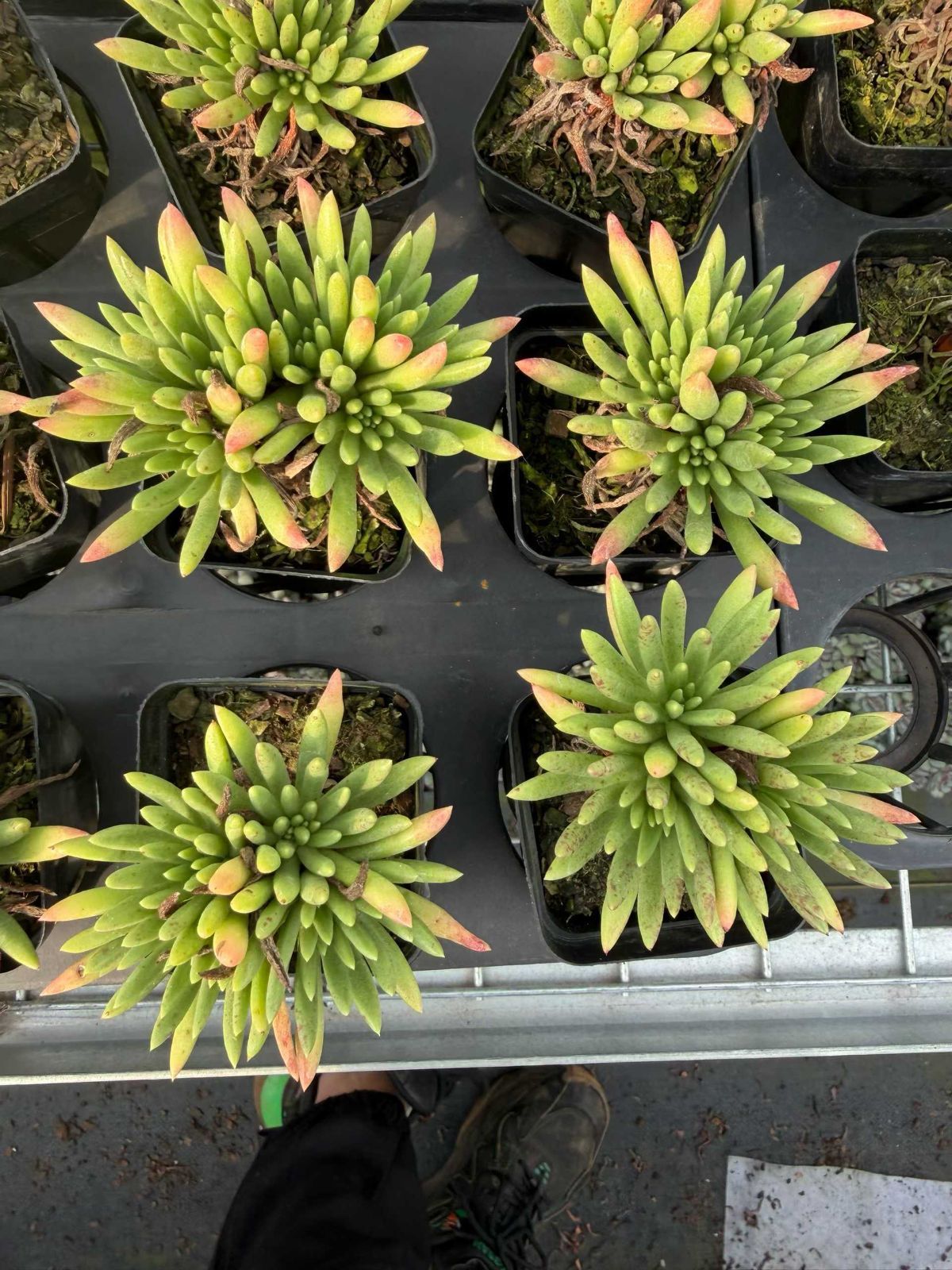 50株×ウィスシンダ 多肉植物 エケベリア セダム アエオニウム グラプトペタルム 韓国苗 寄せ植え MT 724