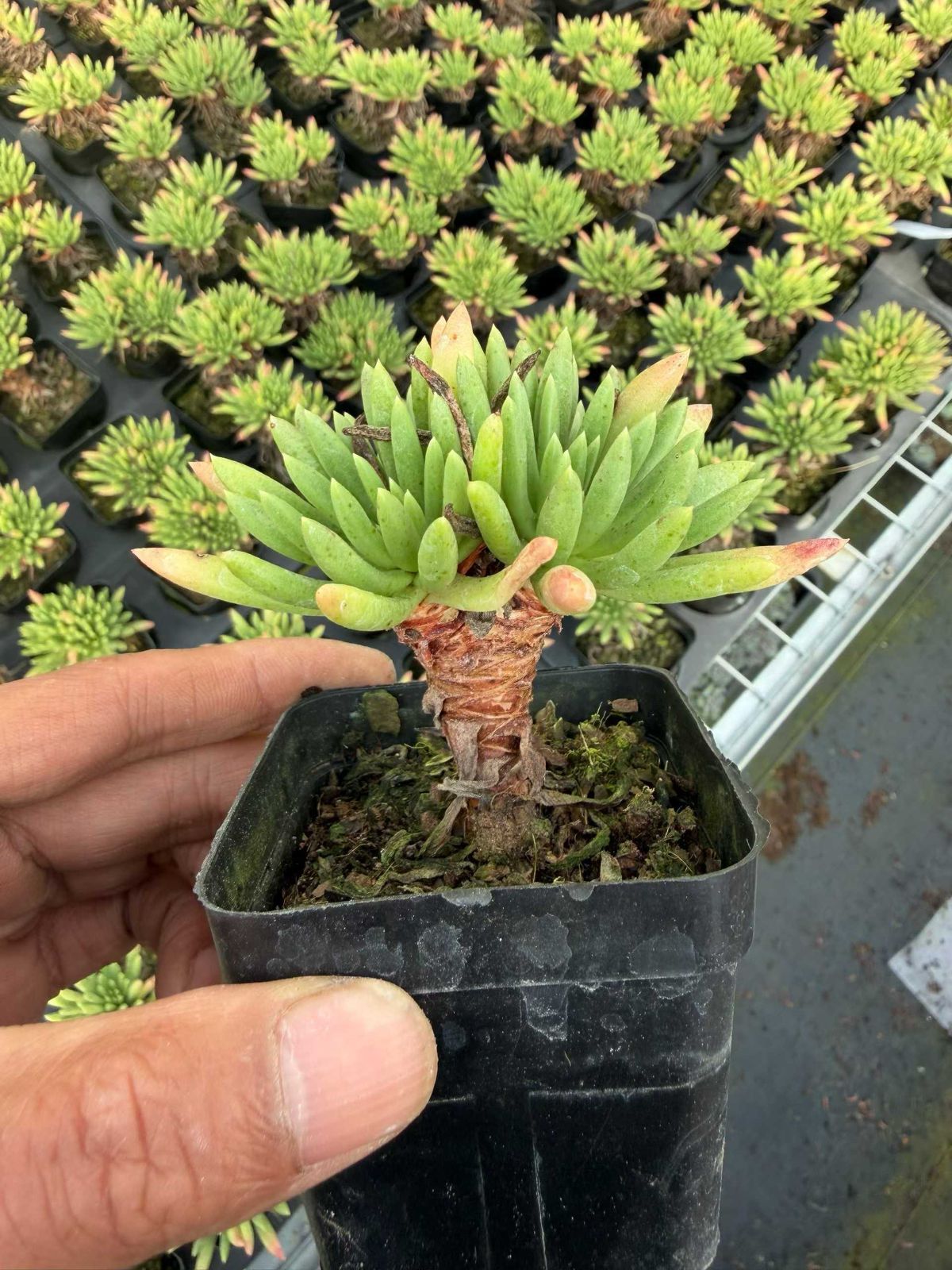 50株×ウィスシンダ 多肉植物 エケベリア セダム アエオニウム グラプトペタルム 韓国苗 寄せ植え MT 724