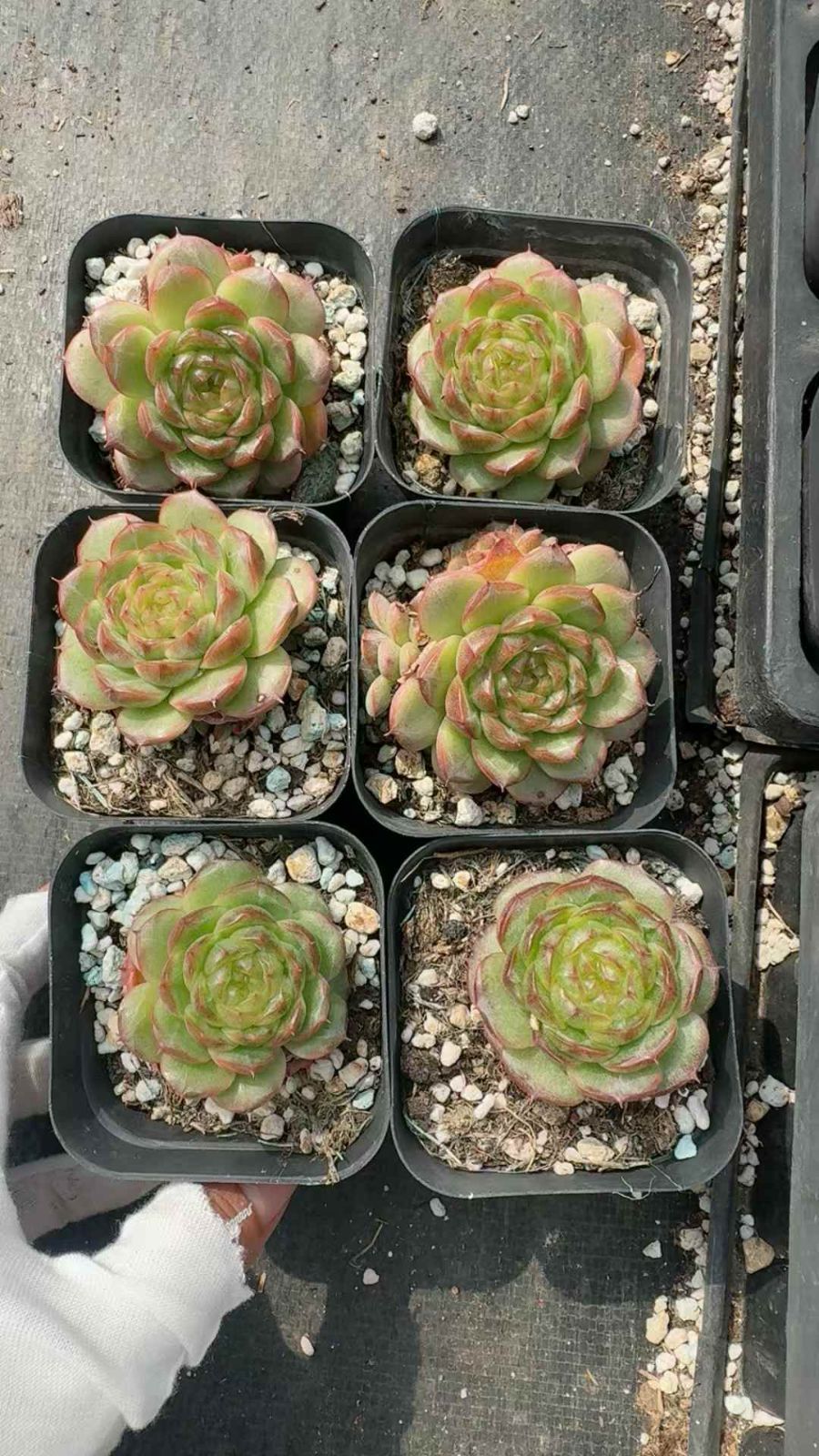 50株×トウシンムギ 多肉植物 エケベリア セダム アエオニウム グラプトペタルム 韓国苗 寄せ植え XQ 250