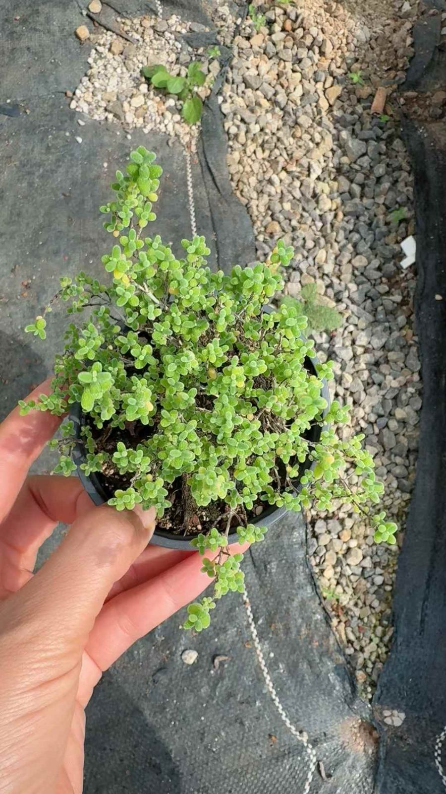 18株 ミツキツ 多肉植物 エケベリア セダム アエオニウム グラプトペタルム 韓国苗 寄せ植え XQ 277