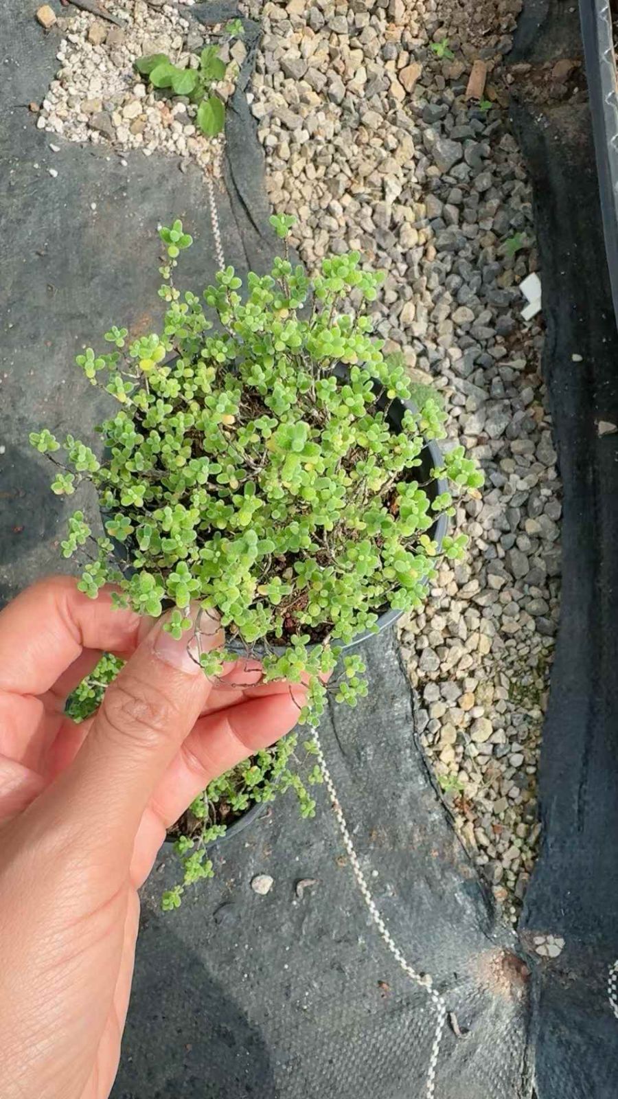 18株×ミツキツ 多肉植物 エケベリア セダム アエオニウム グラプトペタルム 韓国苗 寄せ植え XQ 277