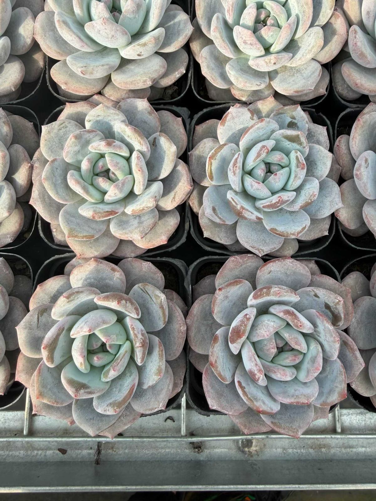 50株 マリリン 多肉植物 エケベリア セダム アエオニウム グラプトペタルム 韓国苗 寄せ植え MT 723