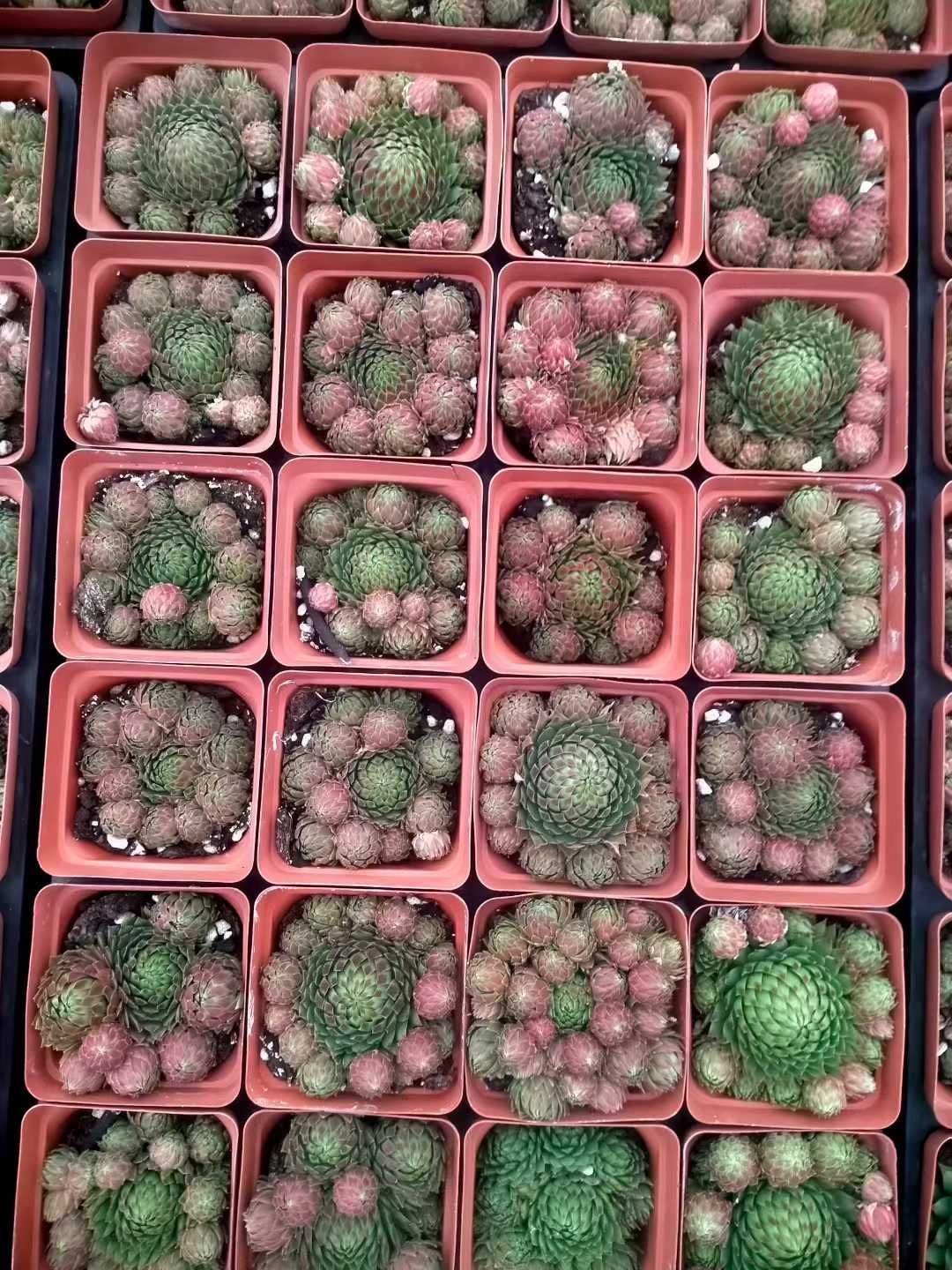 50株×キツウキュウ 多肉植物 エケベリア セダム アエオニウム グラプトペタルム 韓国苗 寄せ植え ZX 147