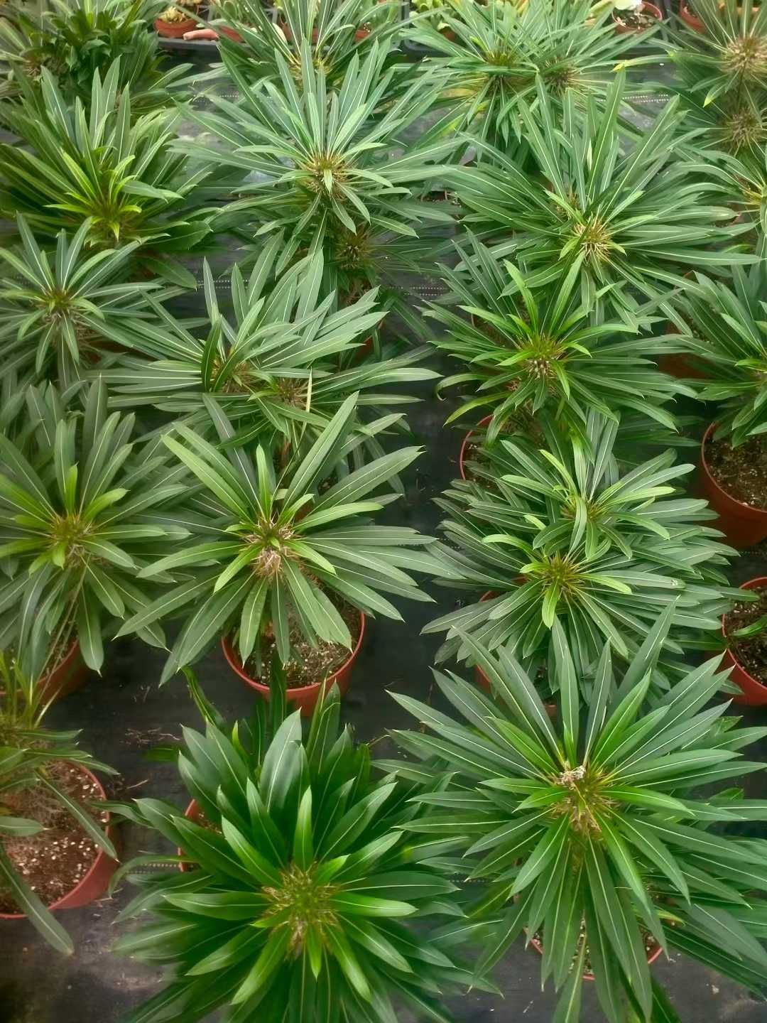 6株×アフリカハオウジュ 多肉植物 エケベリア セダム アエオニウム グラプトペタルム 韓国苗 寄せ植え ZX 151