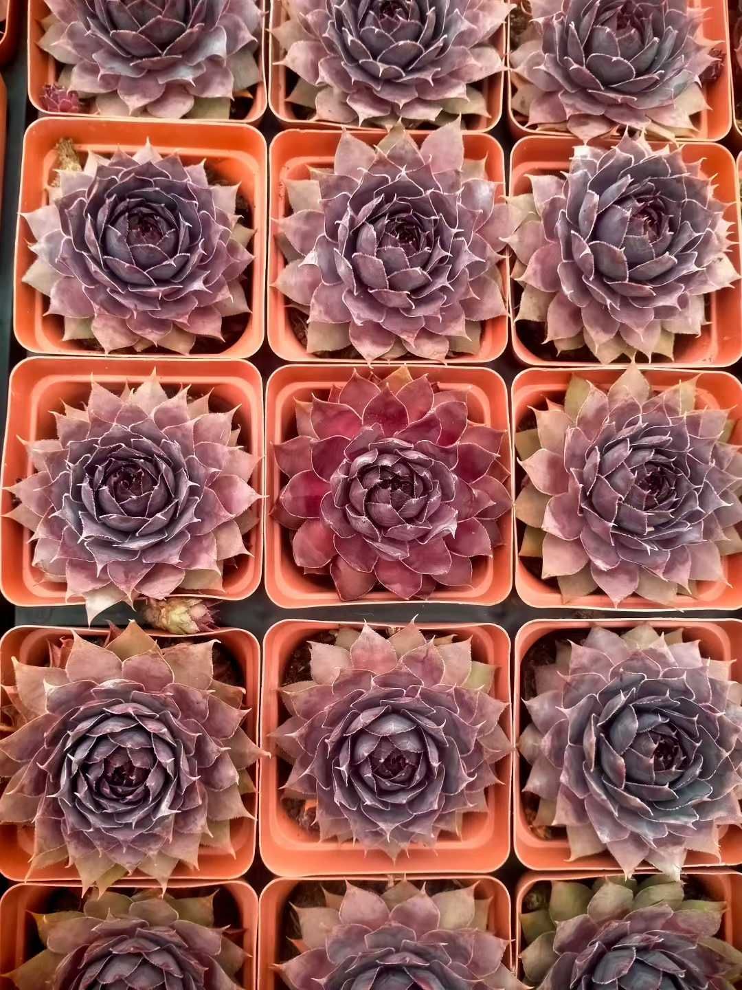 50株×シンシュソウ 多肉植物 エケベリア セダム アエオニウム グラプトペタルム 韓国苗 寄せ植え ZX 146