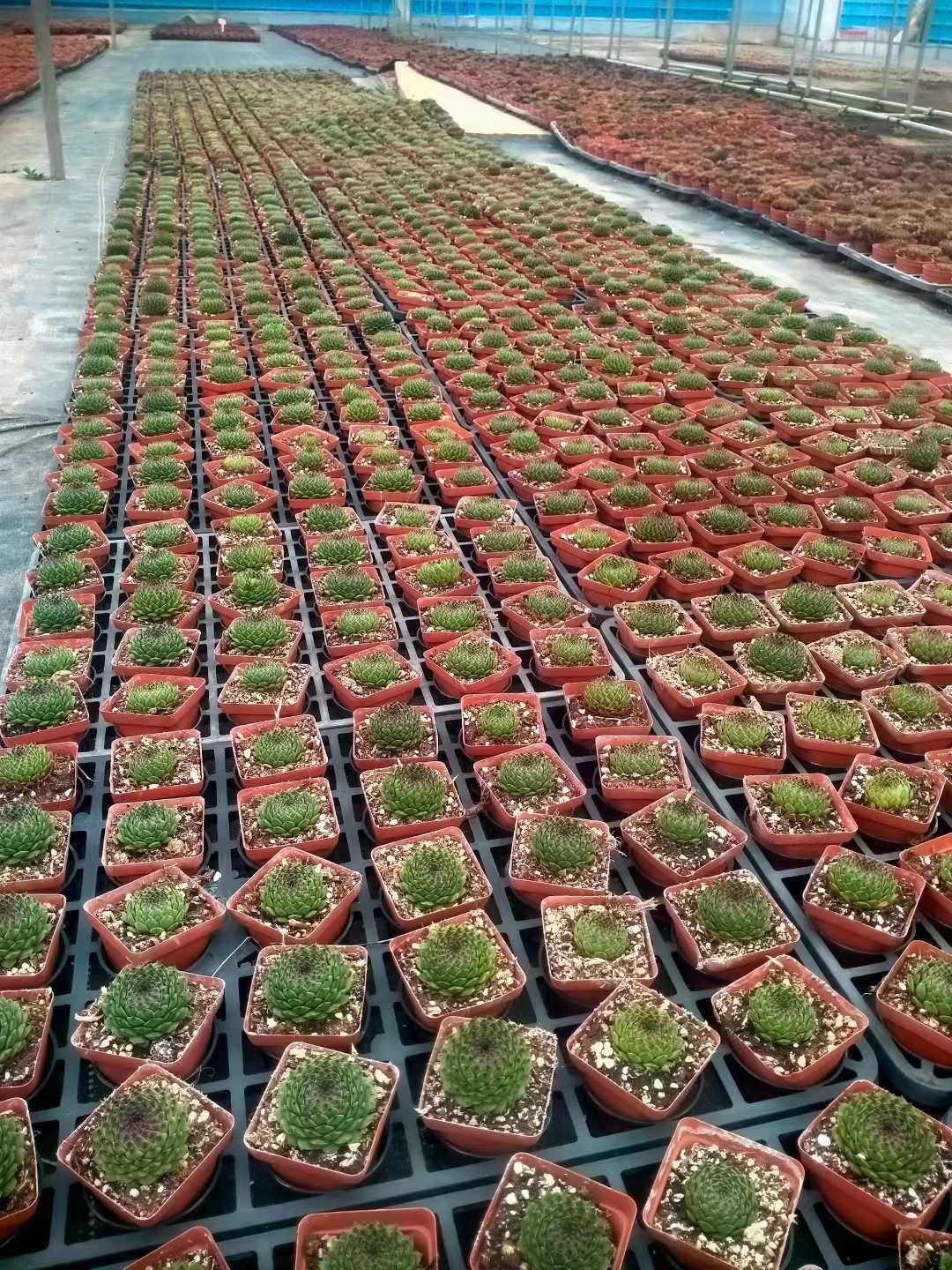 50株×ラインワ 多肉植物 エケベリア セダム アエオニウム グラプトペタルム 韓国苗 寄せ植え ZX 148