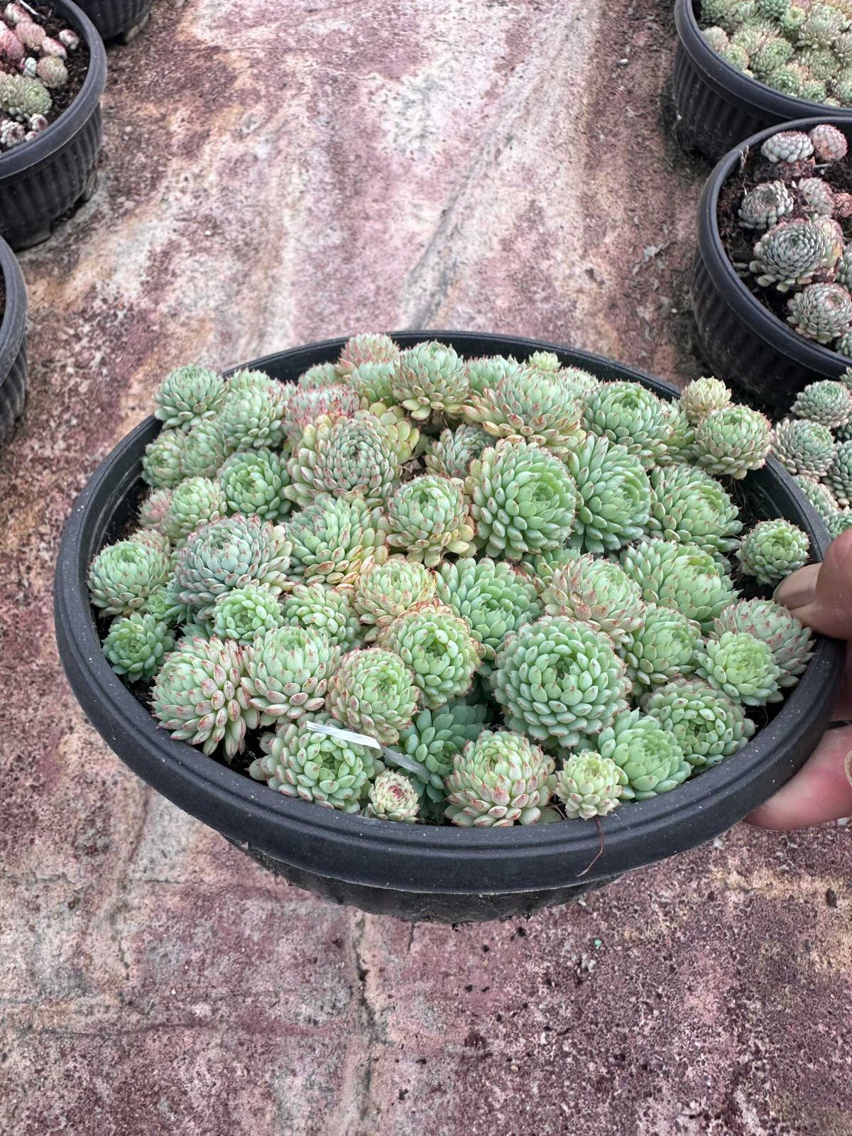 6株×ショウコウイ 多肉植物 エケベリア セダム アエオニウム グラプトペタルム 韓国苗 寄せ植え ZAN 49