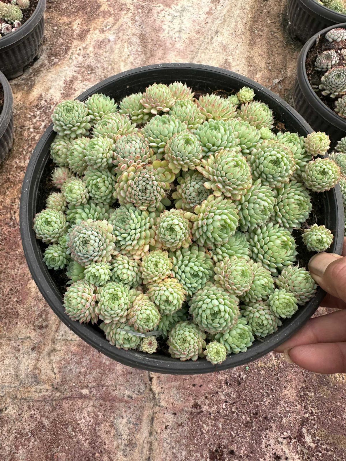 6株 ショウコウイ 多肉植物 エケベリア セダム アエオニウム グラプトペタルム 韓国苗 寄せ植え ZAN 49