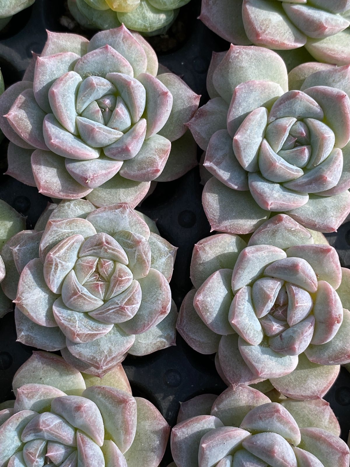 76即購入OK セット 100苗 韓国苗 雑交新種 多肉植物 エケベリア 76即購入OK セット 100苗 韓国苗 雑交新種 多肉植物 エケベリア エケベリア