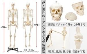 R1743等身大 人体模型 170cm神経根有り全身骨格模型 骨格標本 骸骨模型 等身大！人体模型 170cm 神経根有り 全身骨格模型 骨格標本 1743