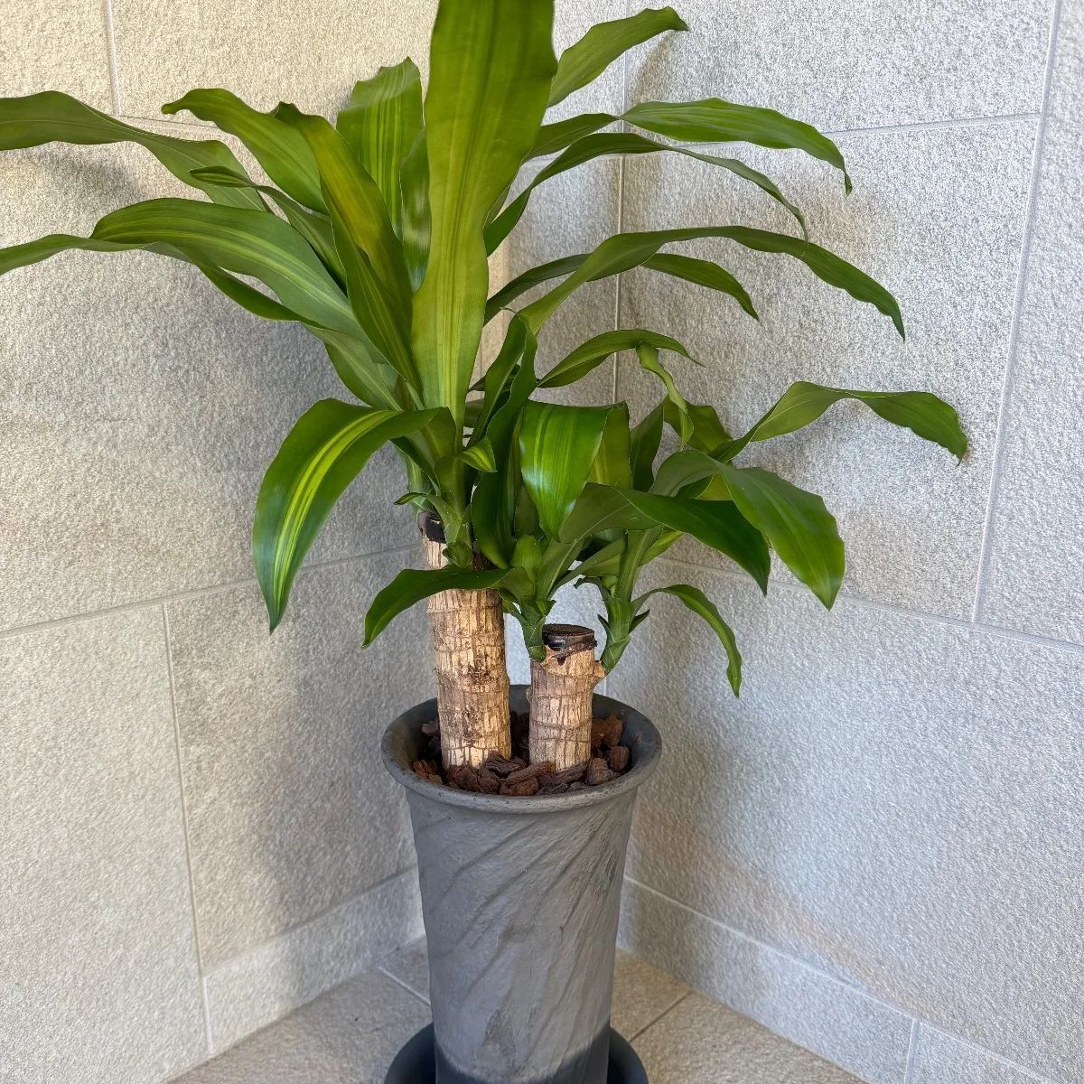 最高 極稀少 80年代 四特酒 古酒 中国酒 白酒 茅台酒 五粮液 ティン