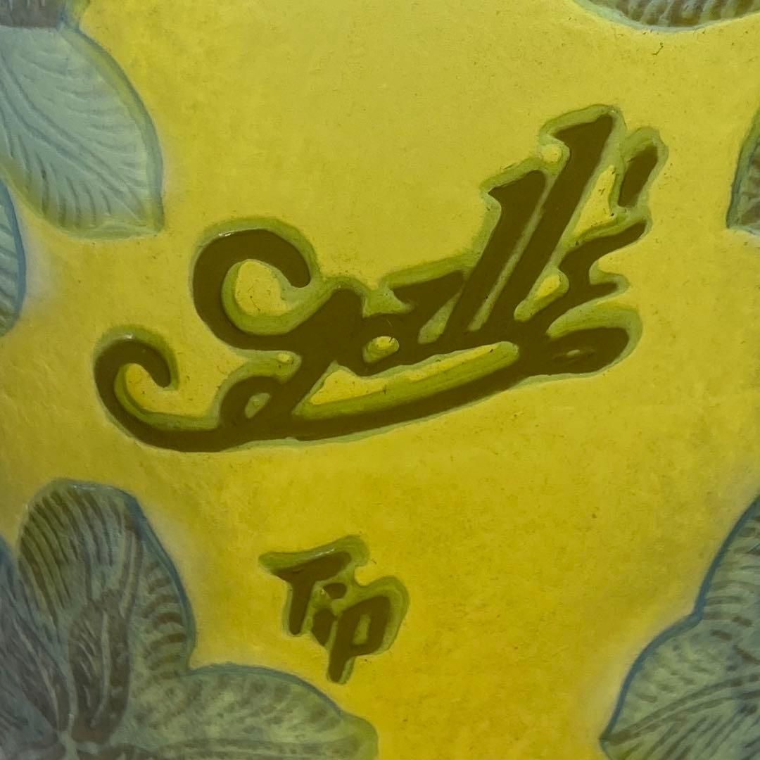 トコヒ 高さ32㎝