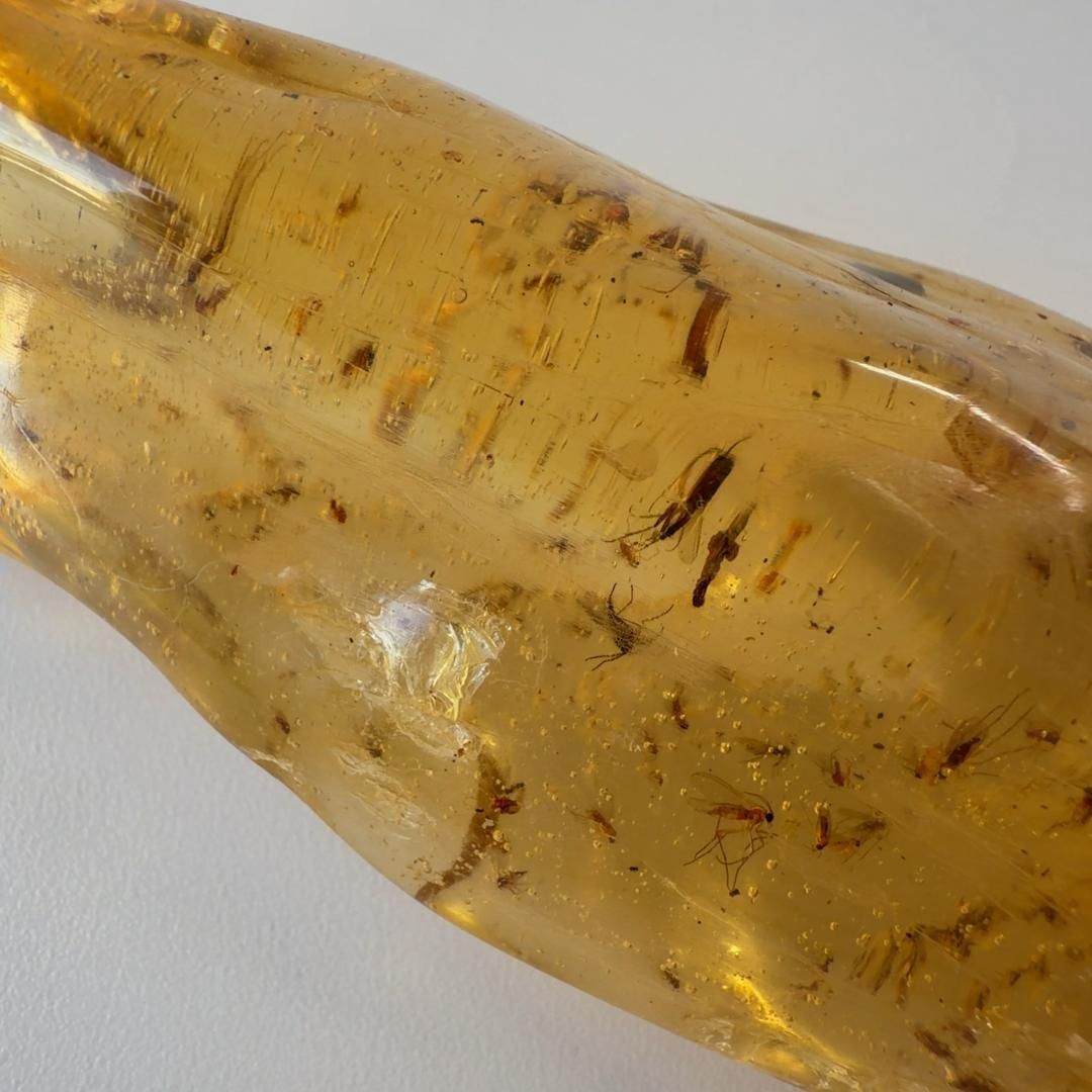 E31880 虫入りコパルアンバー コパル 化石 ヤングアンバー NEXPOTALLINN_EU