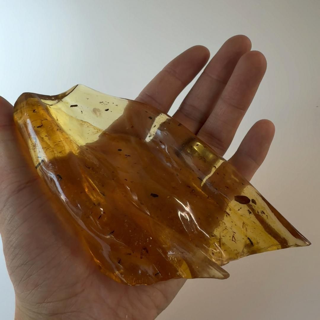 化石 ヤングアンバー