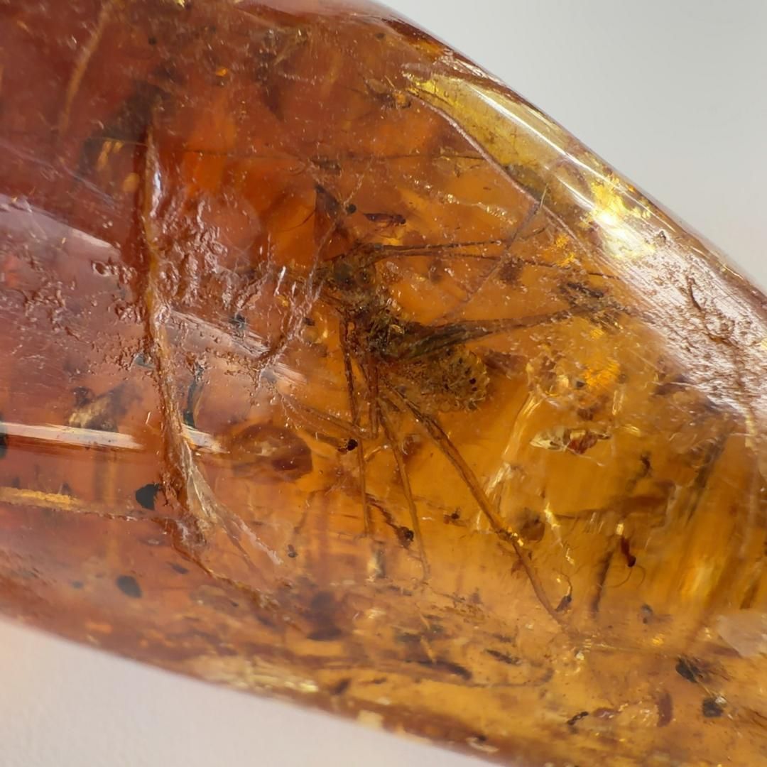 虫入りコパルアンバー コパル