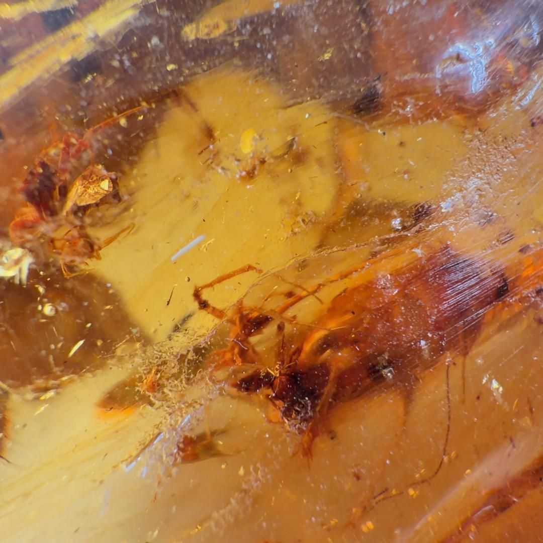 E31881 虫入りコパルアンバー