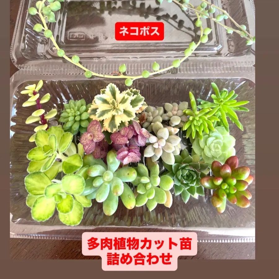 6/29カット苗詰め合わせ♪7/1まで。多肉植物セダム 6/29カット苗詰め合わせ♪7/1まで。多肉植物セダム ☆多肉植物