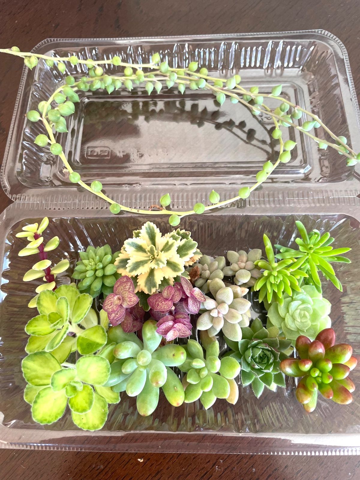 ☆多肉植物カット苗詰め合わせ☆寄せ植えセット☆ちまちま寄せ