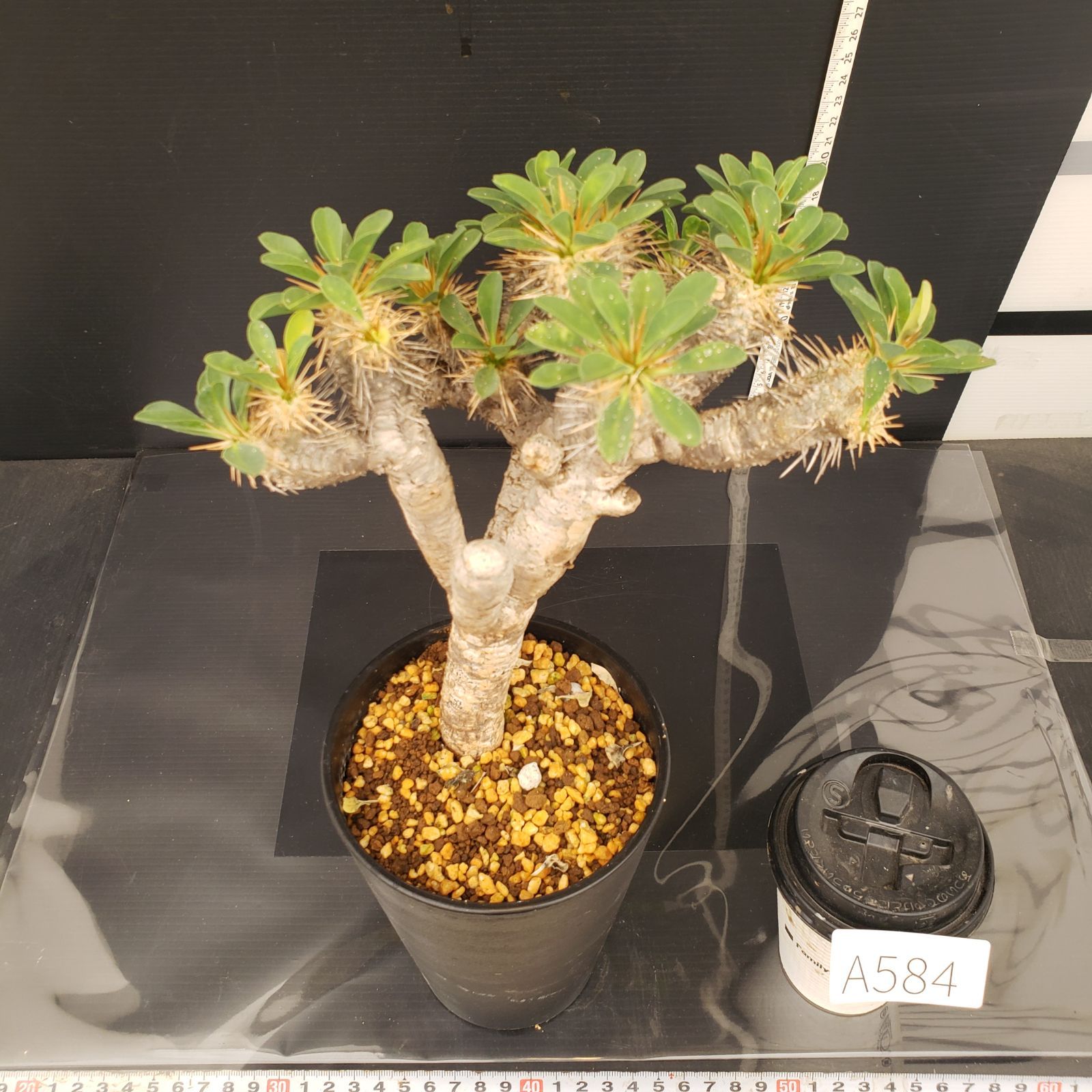 ユーフォルビア ギラウミニアナ 特大株 現地株 発根済み