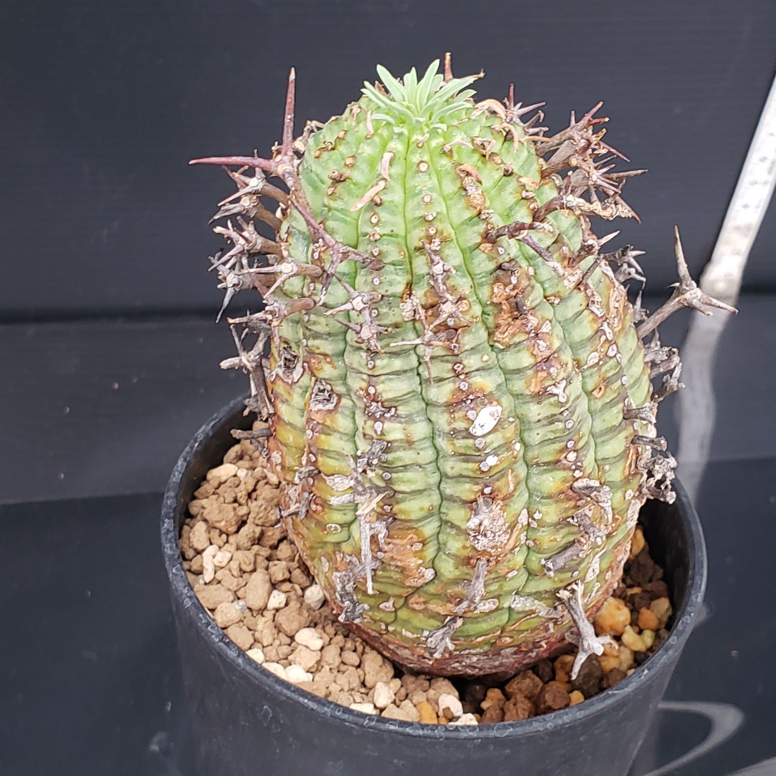 A592 自社養生株 ユーフォルビア ステリスピナ 発根株 鉢植え サボテン 多肉植物