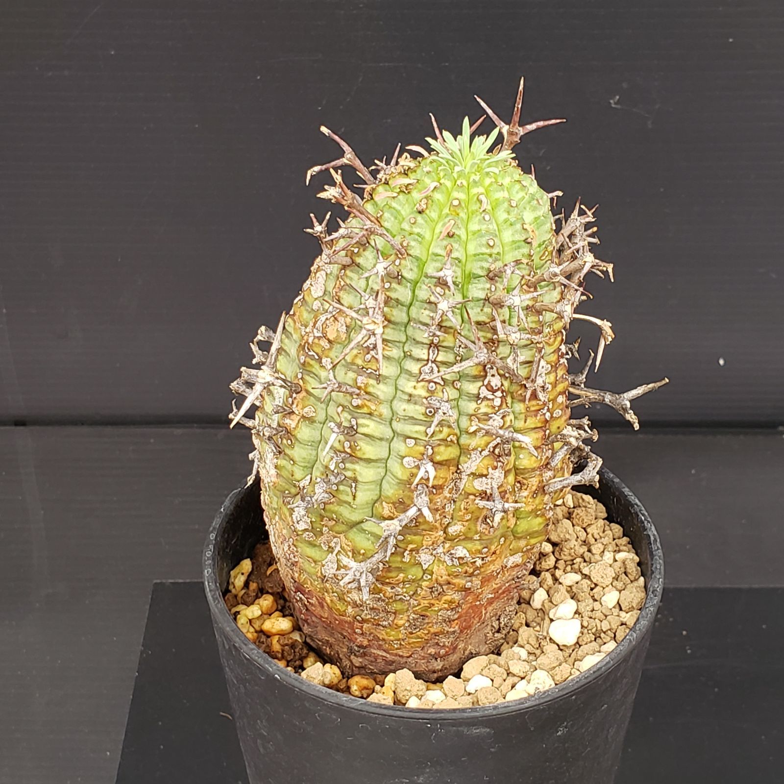 A592 自社養生株 ユーフォルビア ステリスピナ 発根株 鉢植え サボテン 多肉植物