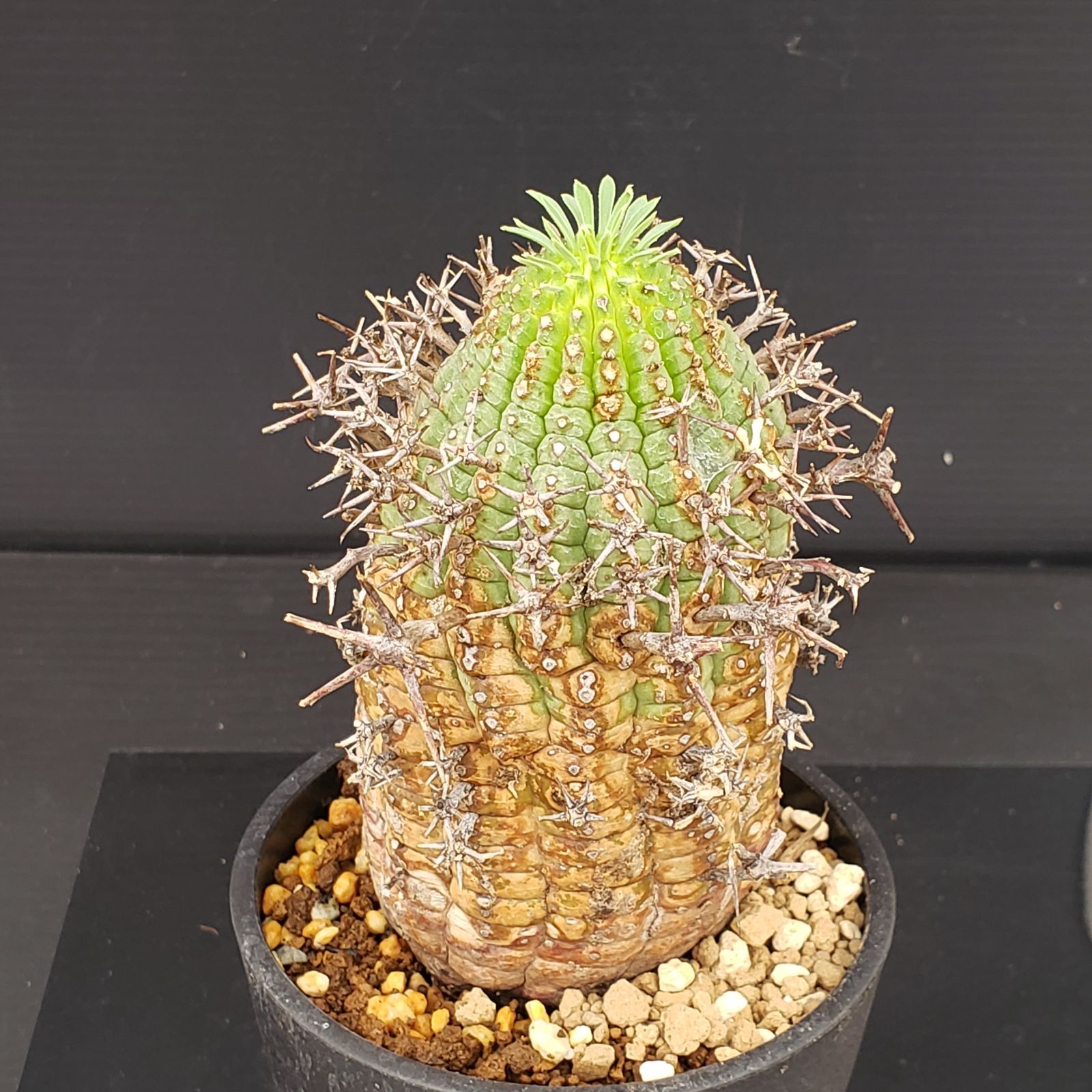 A 593 自社養生株 ユーフォルビア ステリスピナ 発根株 鉢植え サボテン 多肉植物