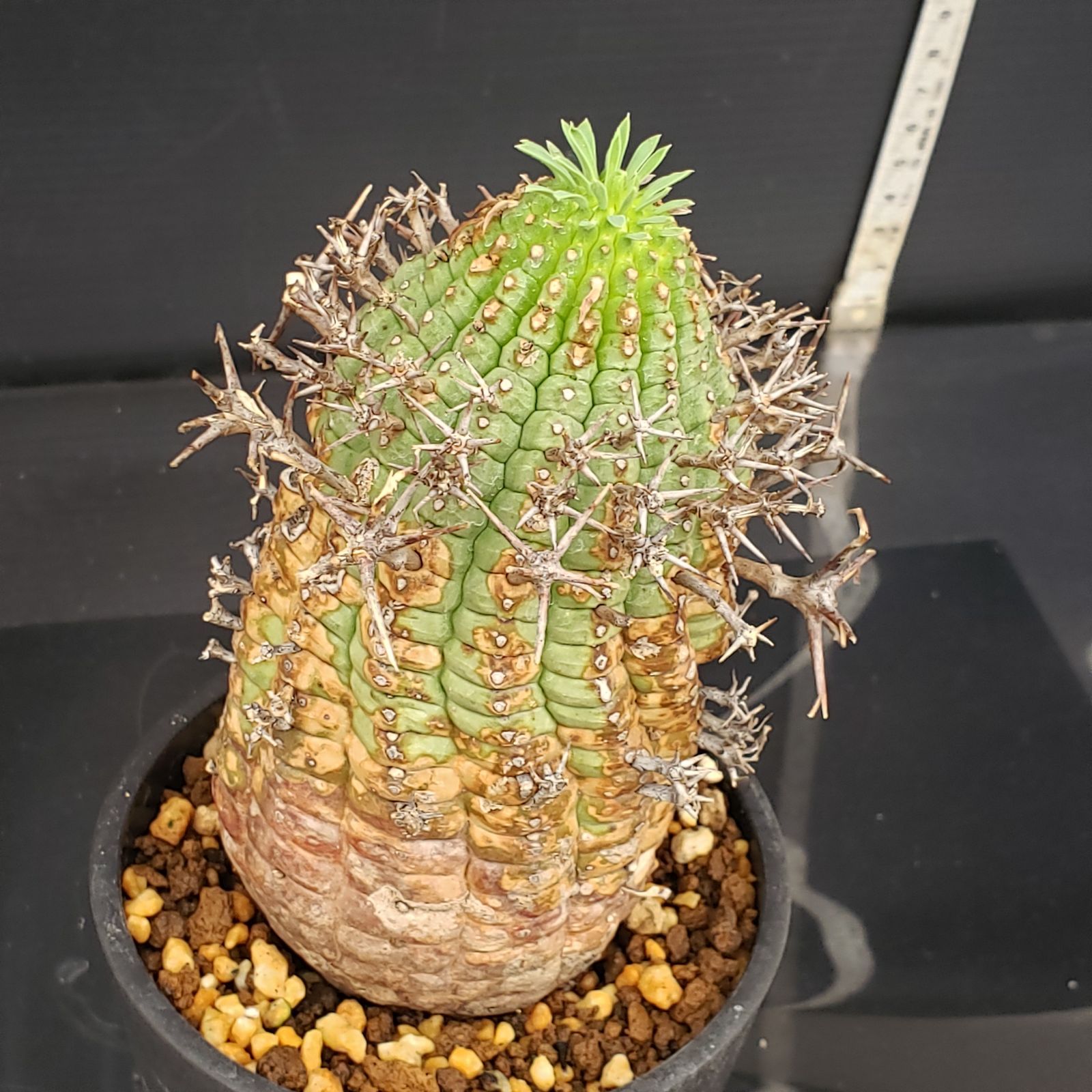 A593 自社養生株 ユーフォルビア ステリスピナ 発根株 鉢植え サボテン 多肉植物