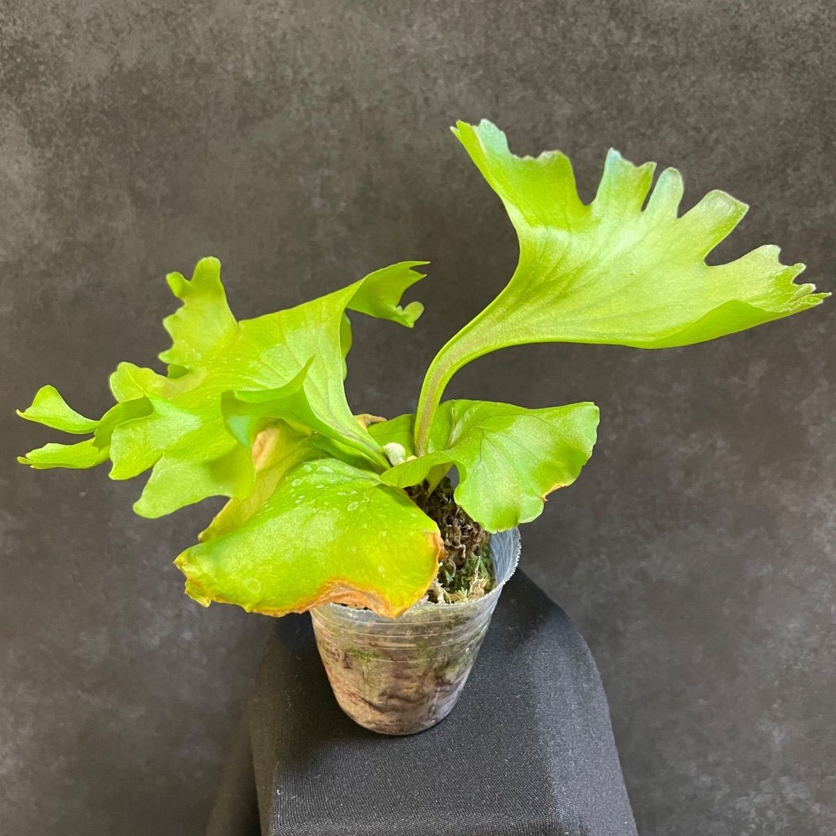 ビカクシダ モンキーキング-Platycerium Monkey King ビカクシダ モンキーキング-Platycerium Monkey King 【公式通販】