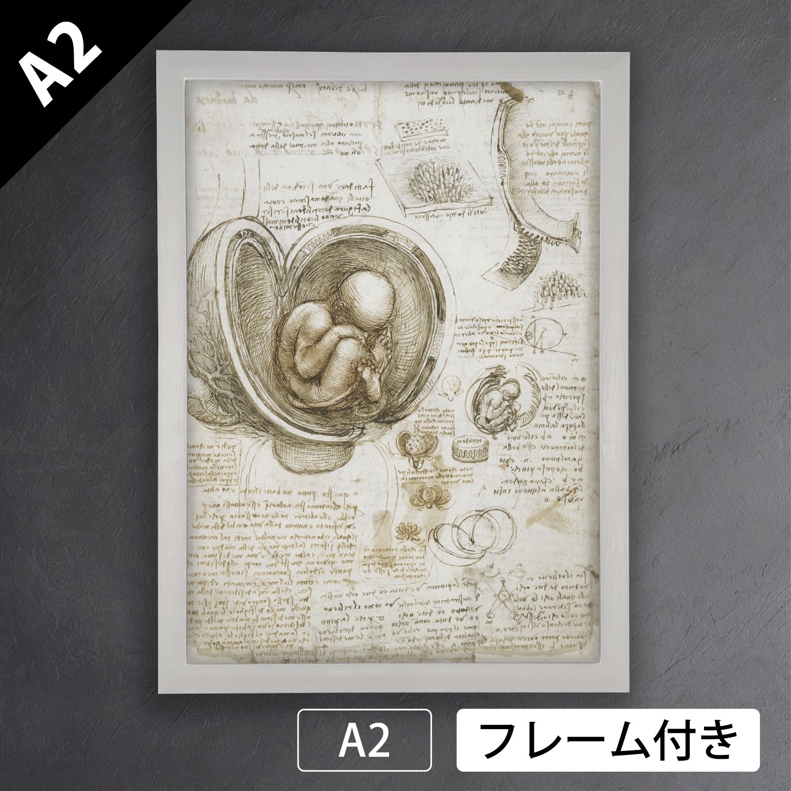 レオナルド ダ ヴィンチ Leonardo da Vinci 子宮内の胎児の研究を示すページ 1510年頃 アートポスターA2 マット紙 フレーム付 IN