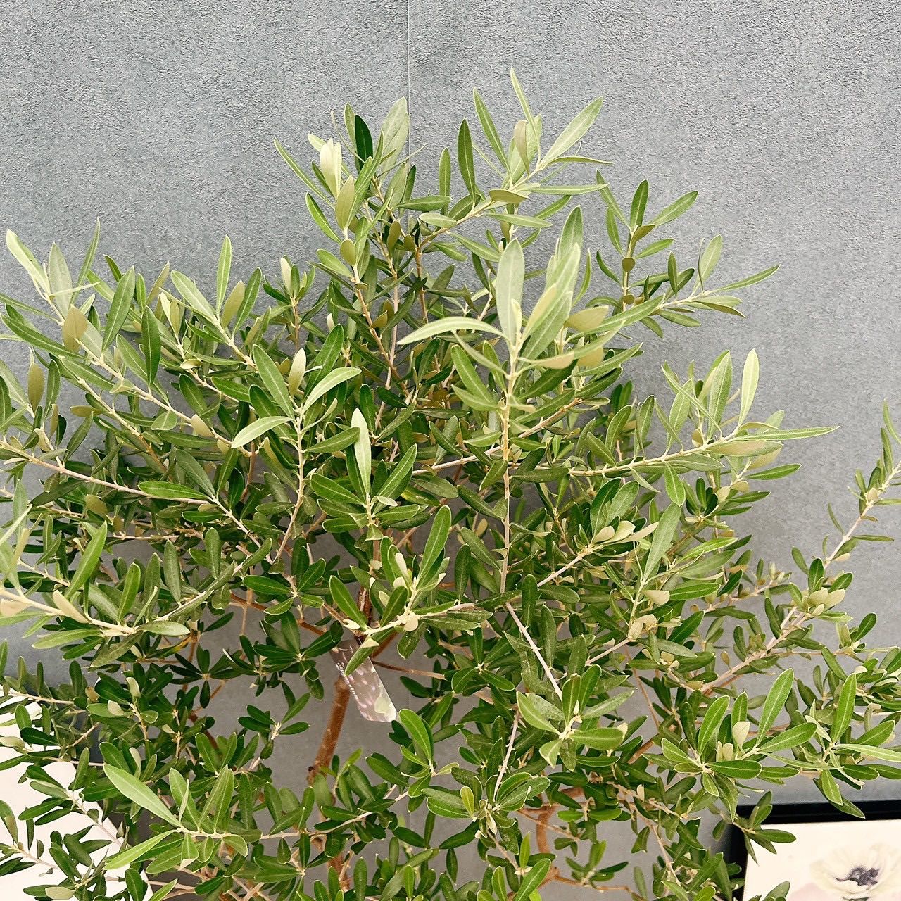 屋外 オリーブの木