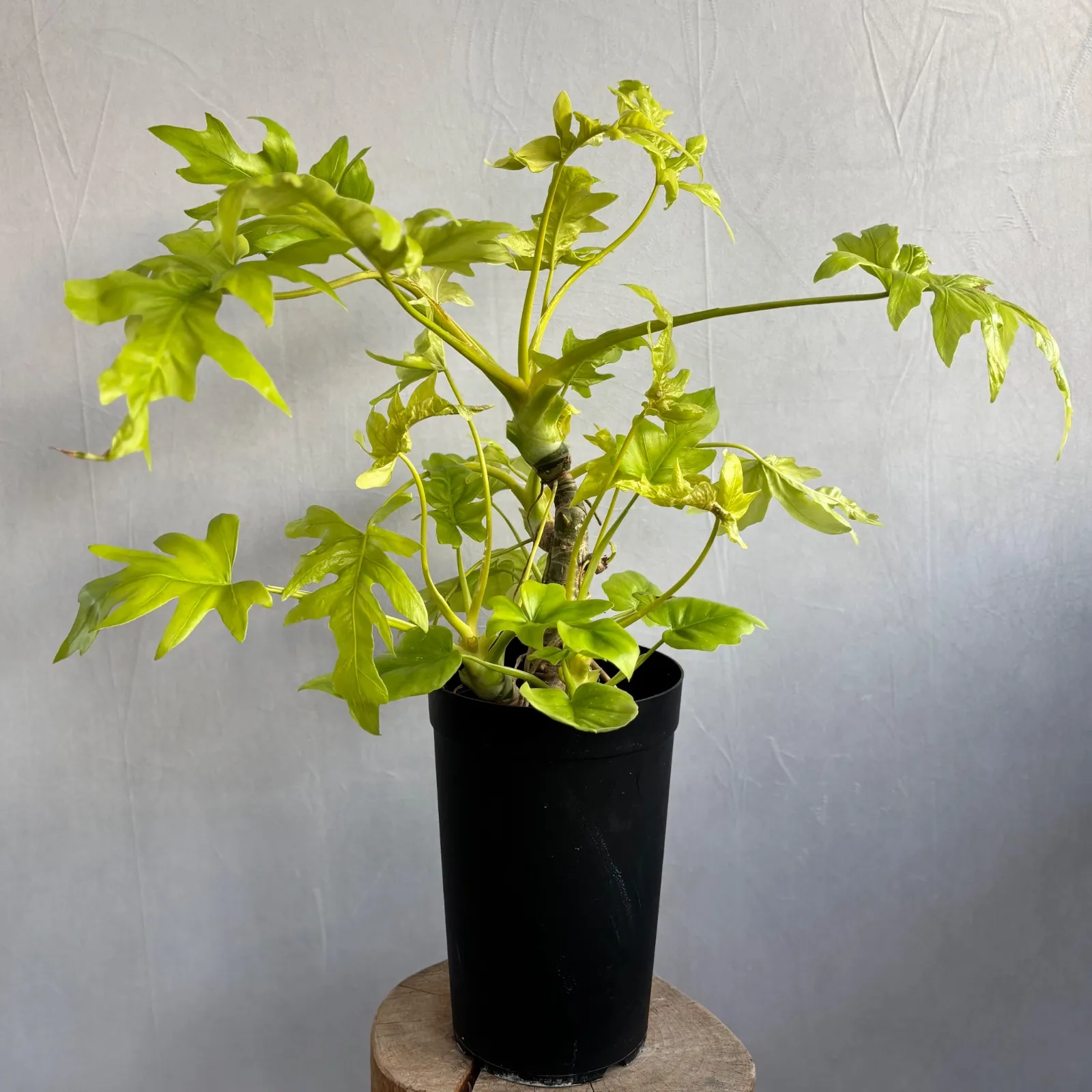 2025年最新】セローム ゴールドリーフの人気アイテム - メルカリ