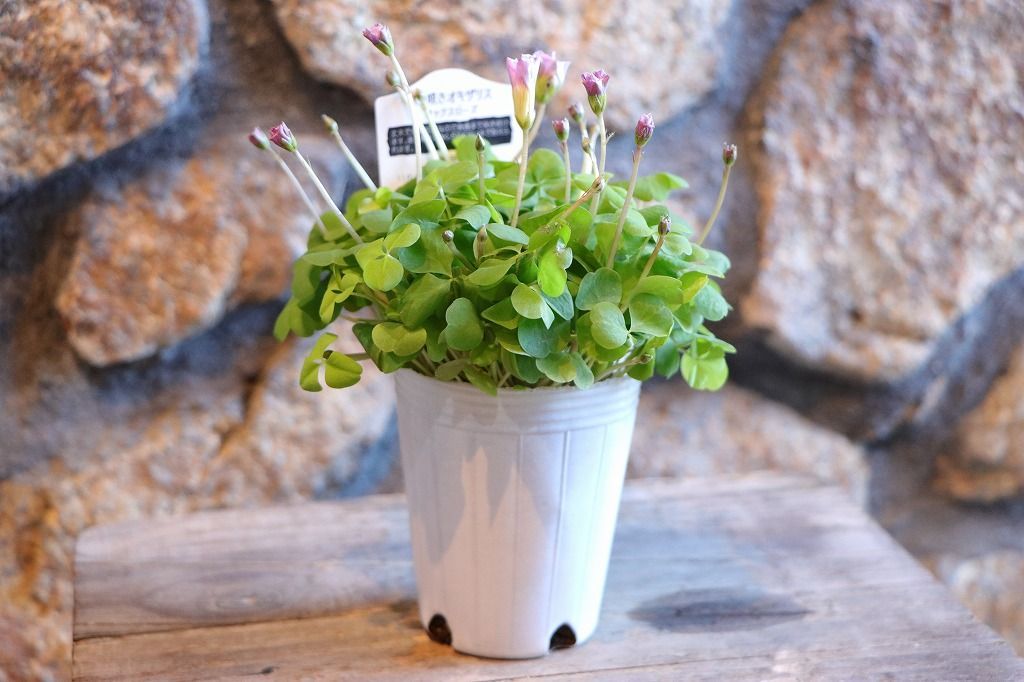 八重咲き オキザリス オックスローズ 2.5〜3号ポット苗 【1株販売