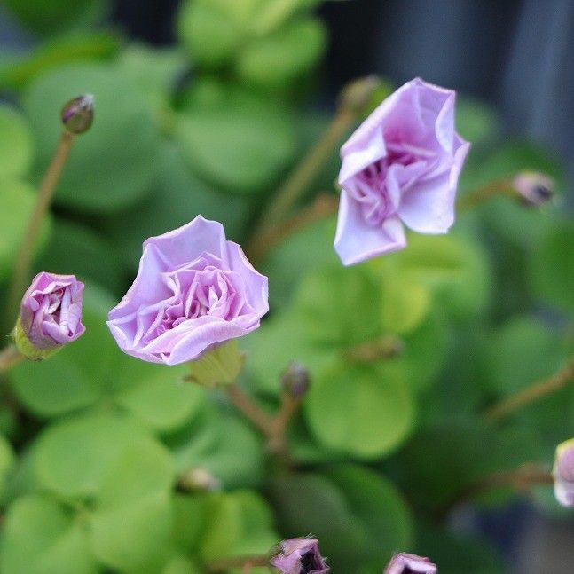 八重咲き オキザリス オックスローズ 2.5〜3号ポット苗 【1株販売