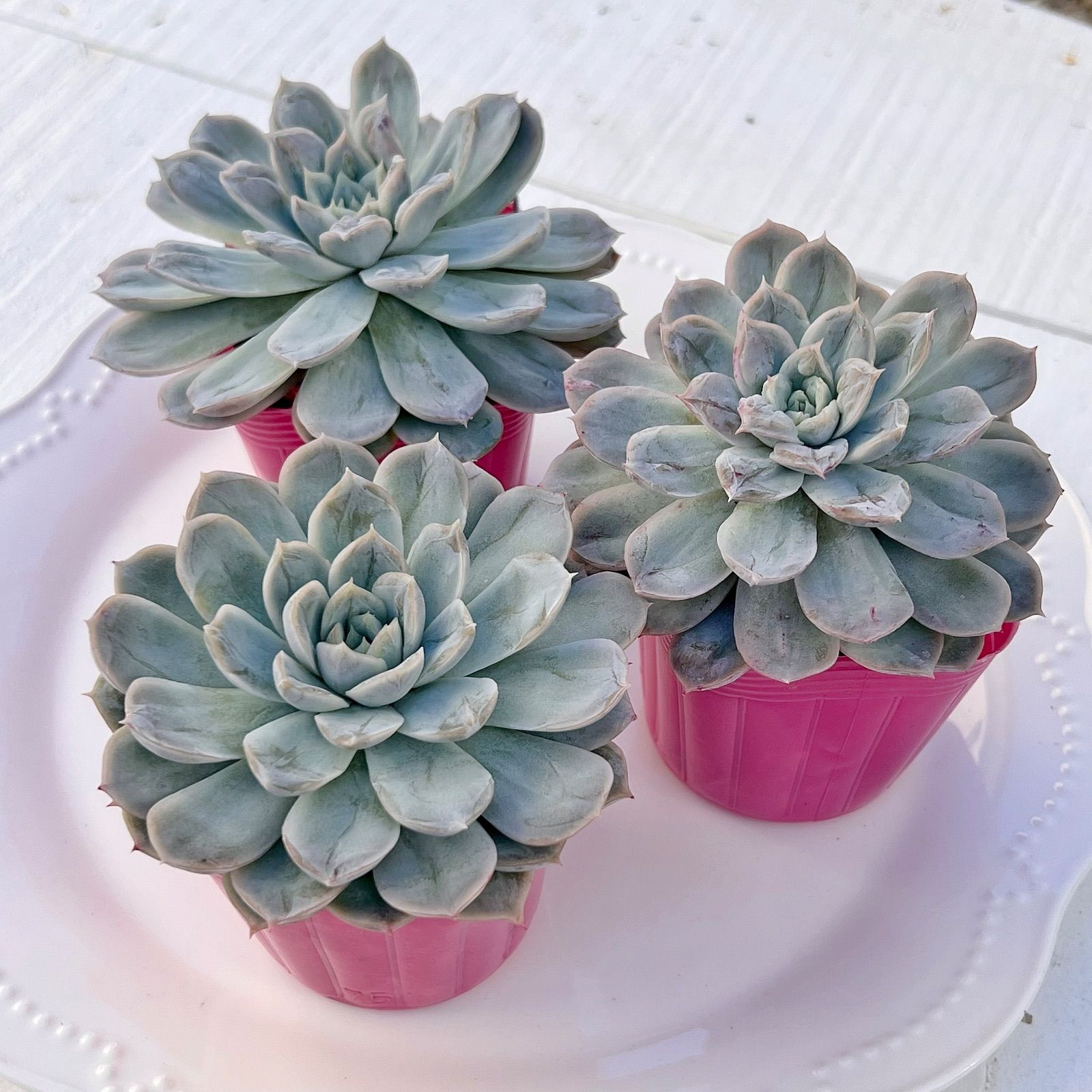 レア✨多肉植物 バンプスノーボール 韓国苗 - メルカリ