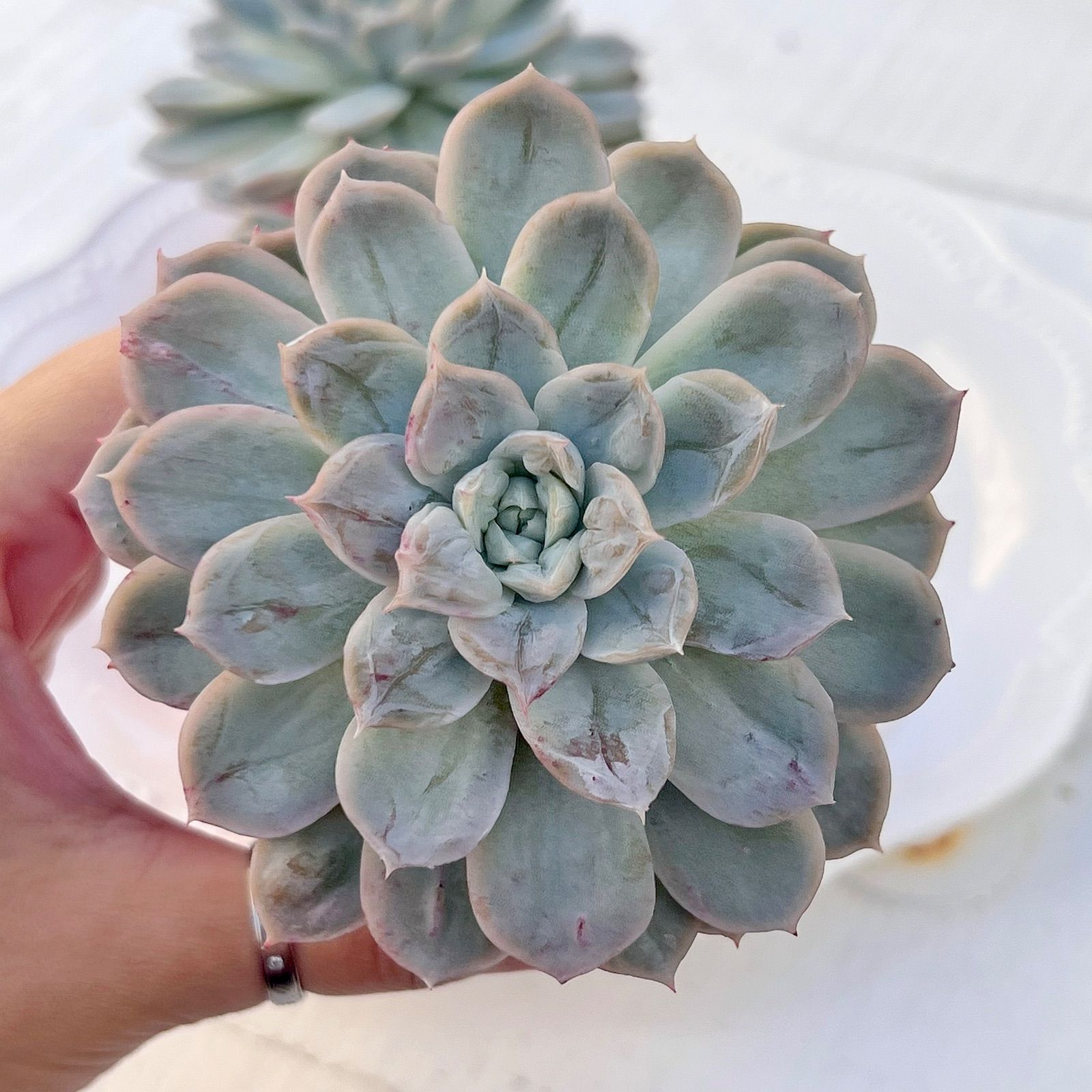 レア✨多肉植物 バンプスノーボール 韓国苗 - メルカリ
