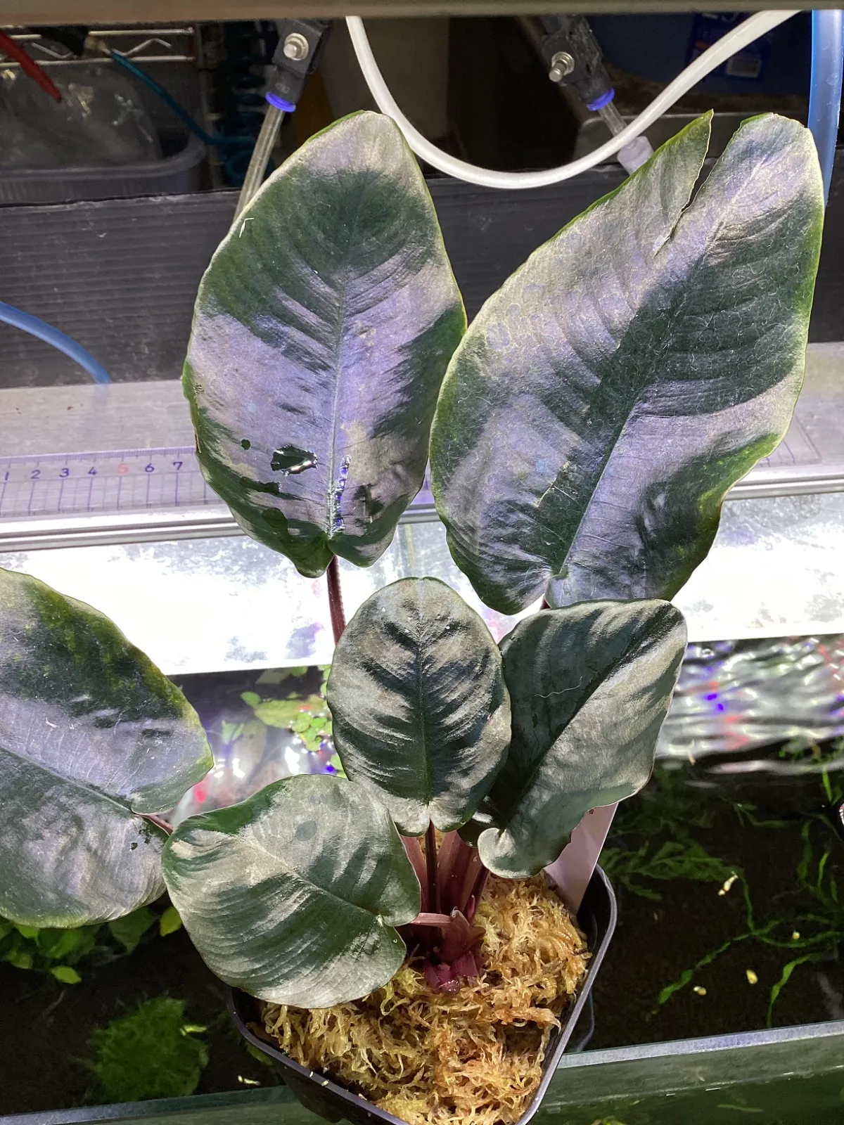 スキスマトグロッティス プセウドハッチ chevron セカダウ アロイド スキスマトグロッティス プセウドハッチ chevron セカダウ