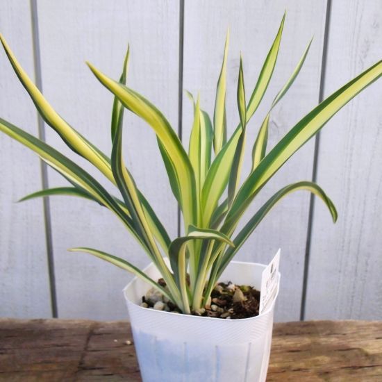 現物「ユッカ・ゴールデンソード」10号 Yucca filamentosa 種子