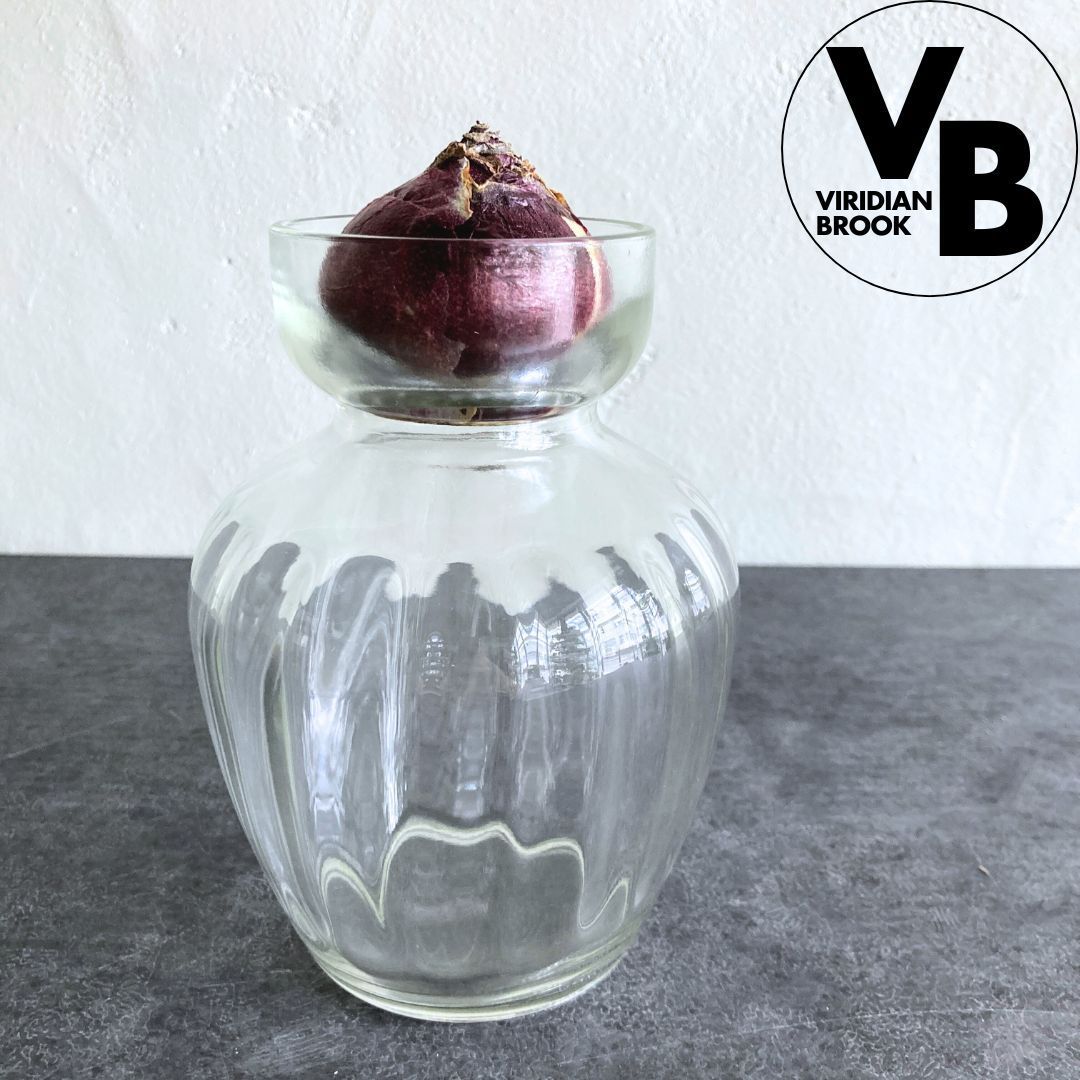 水耕栽培用瓶C】 ガラス ヒヤシンス球根 水栽培 おしゃれ - メルカリ