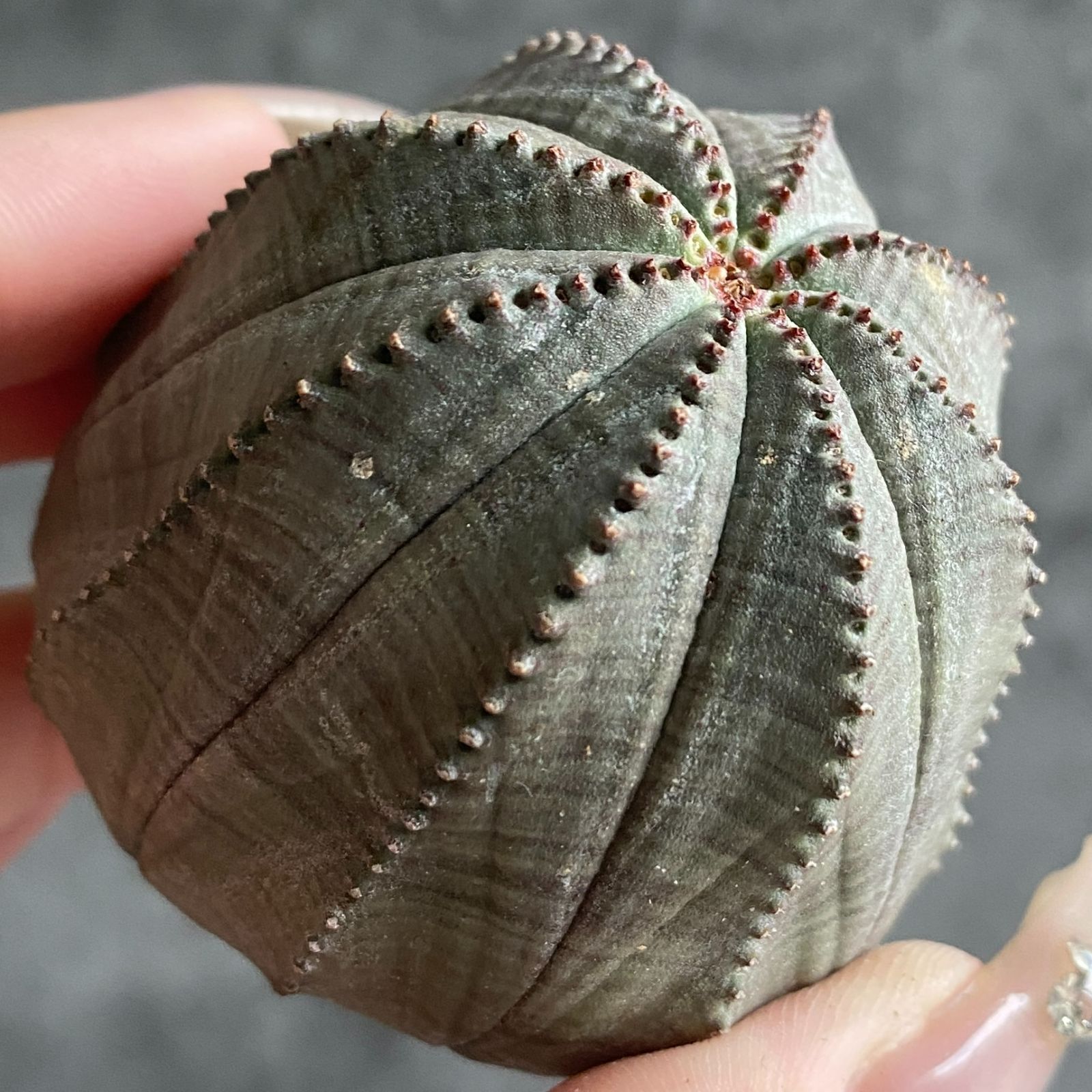 B15045☆大特価☆ 超巨大株 ユーフォルビア オベサ - メルカリ