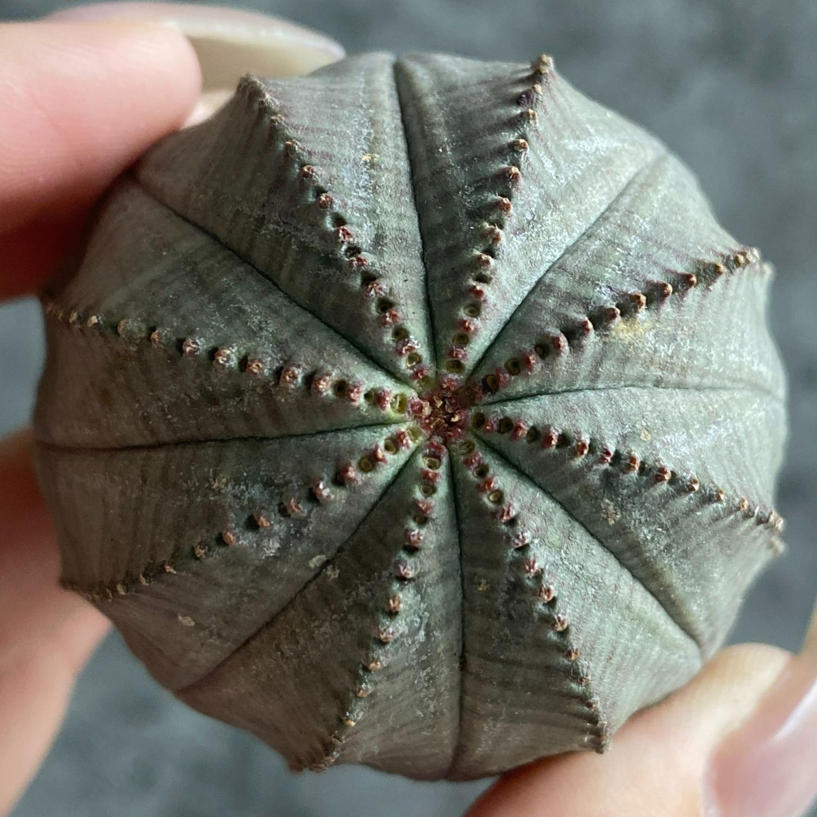 B15045☆大特価☆ 超巨大株 ユーフォルビア オベサ - メルカリ