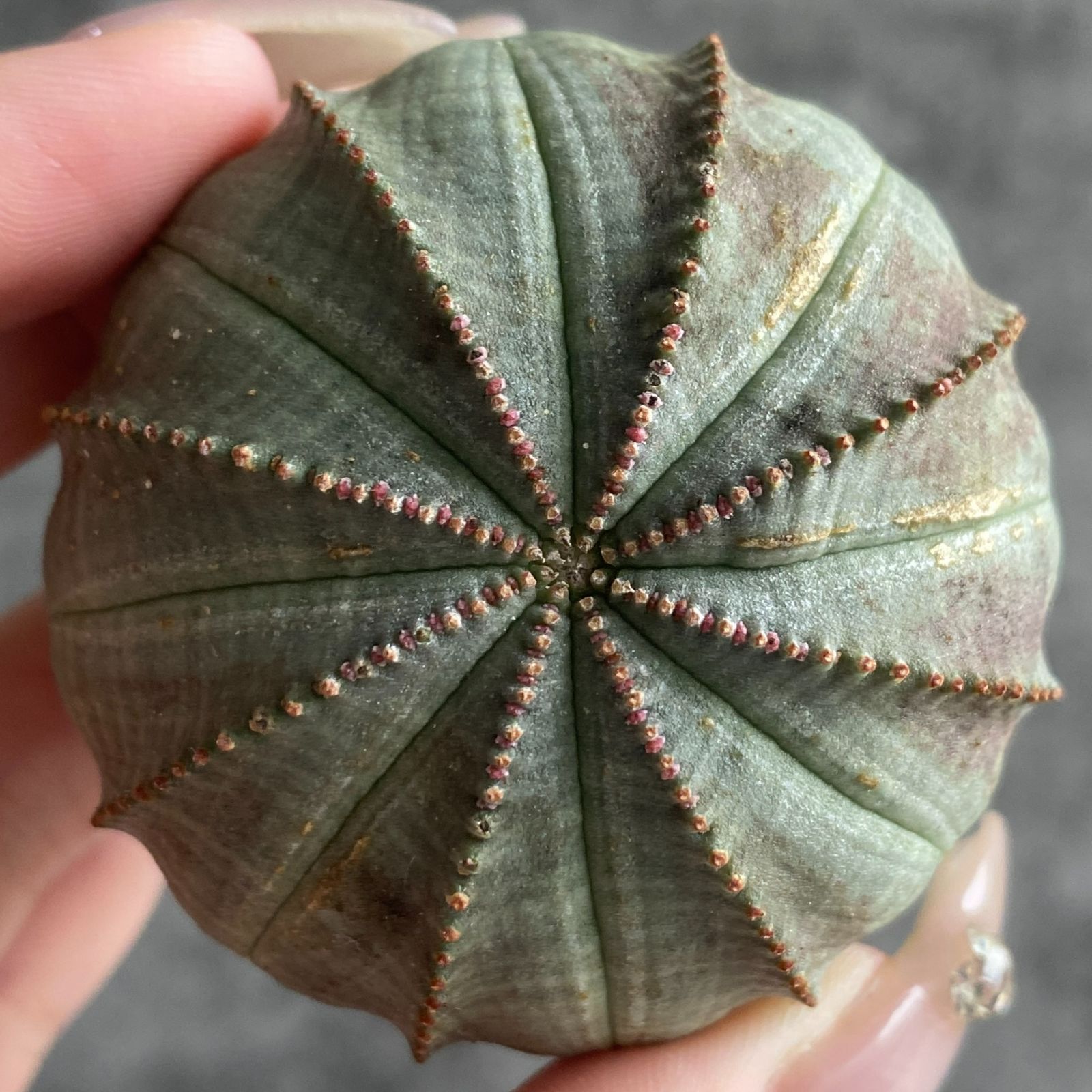 B15031☆大特価☆ 超巨大株 ユーフォルビア オベサ n*m様 B13031☆