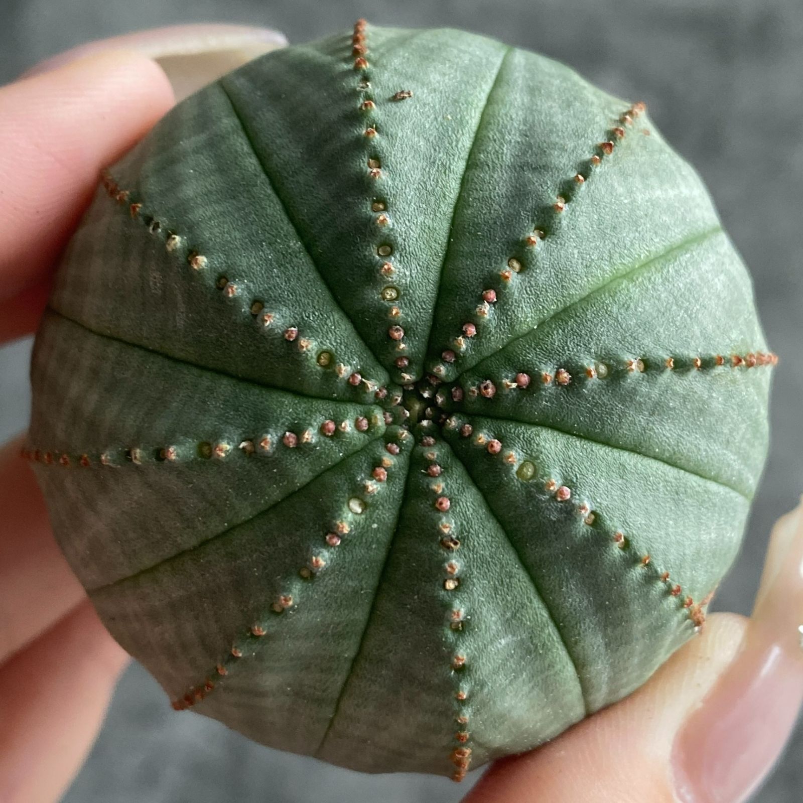 M*様 B14432☆オークション☆ 超巨大8.5cm株！ユーフォルビア オベサ M