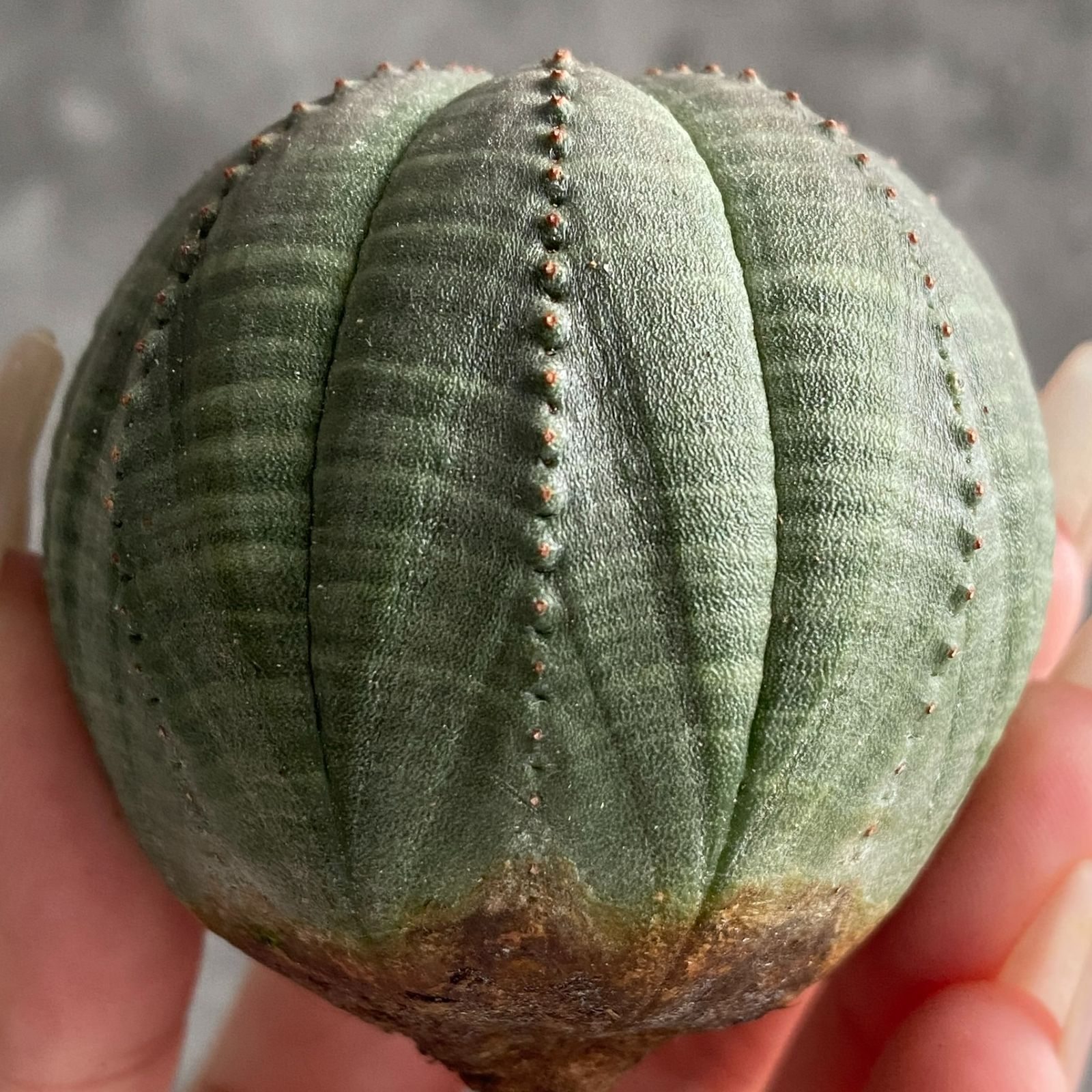 m*e様 B14434★オークション★ 超巨大8.5cm株！ユーフォルビア オベ B15033☆大特価☆ 超巨大株 ユーフォルビア オベサ - メルカリ