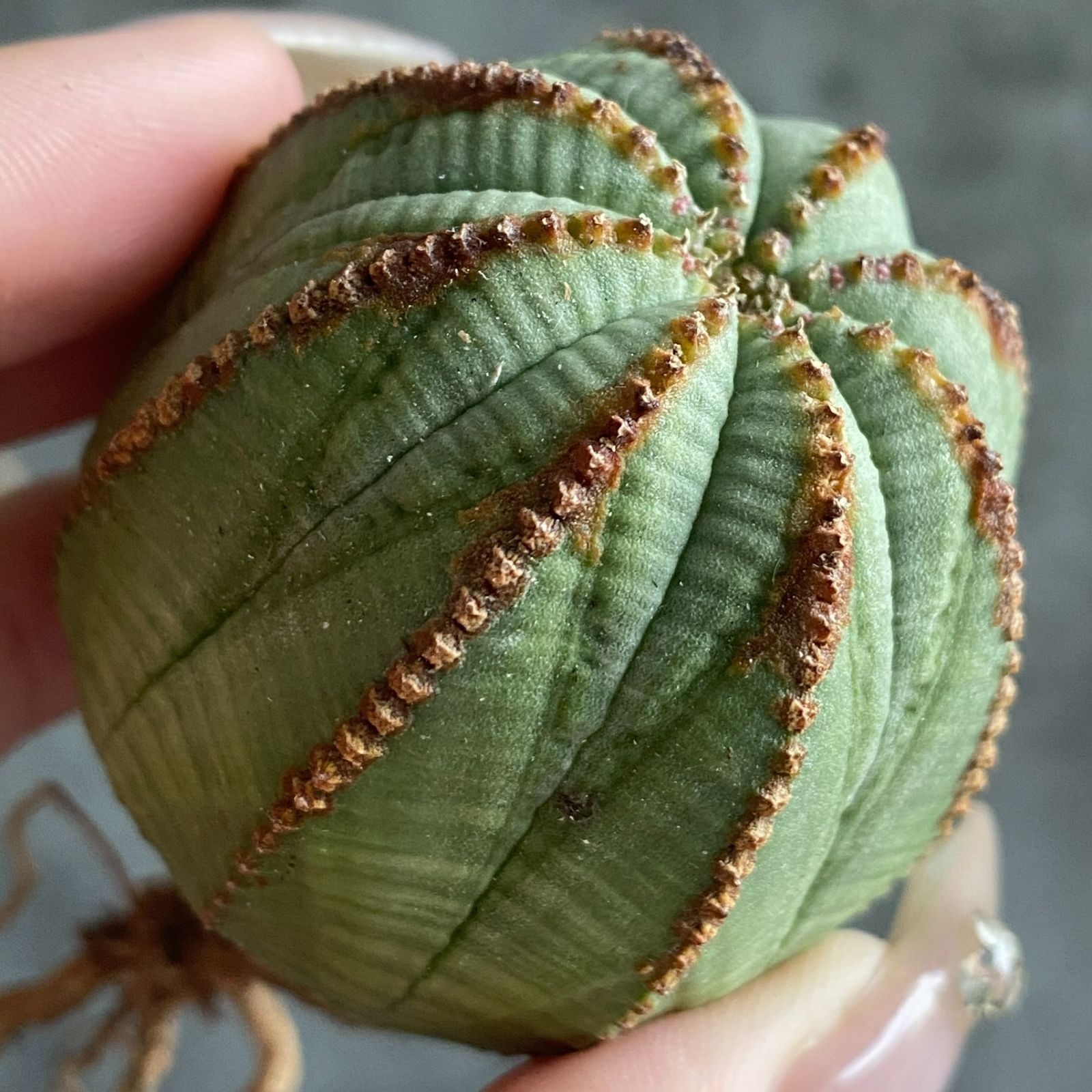 B15030☆大特価☆ 超巨大株 ユーフォルビア オベサ - メルカリ