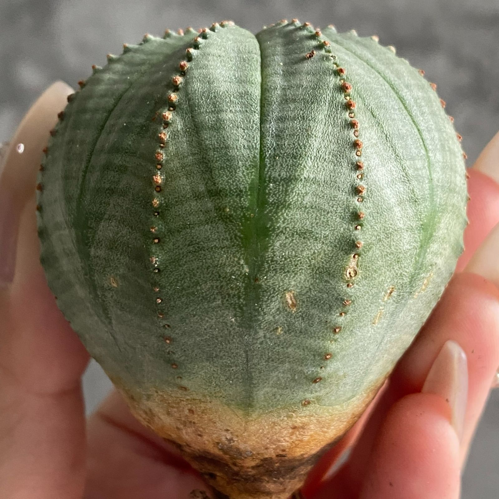 B15038☆大特価☆ 超巨大株 ユーフォルビア オベサ B13929