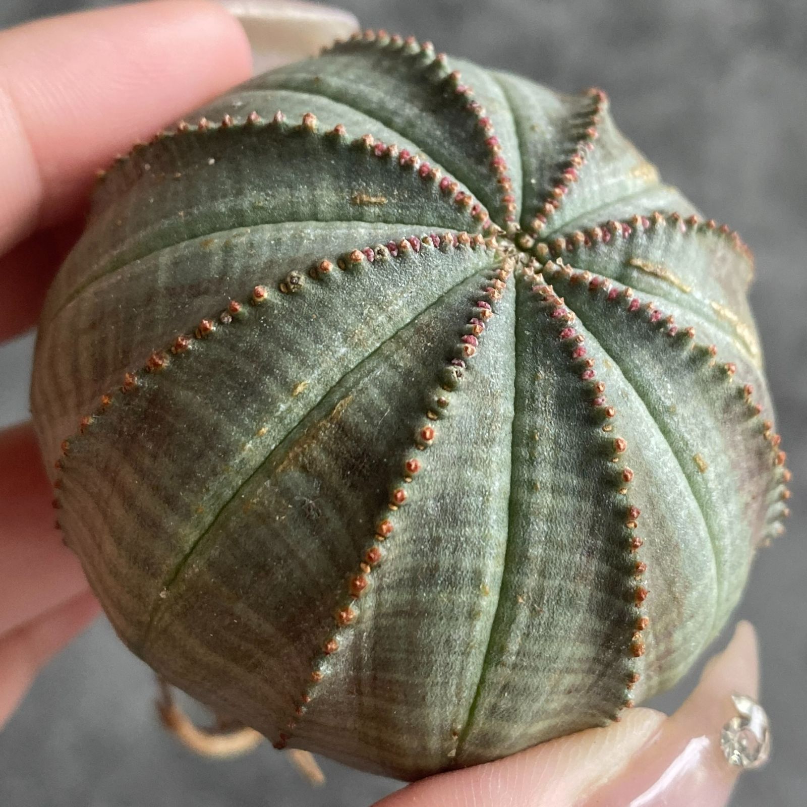 代*徳様 B10697★オークション★ 超巨大9cm株！ユーフォルビア オベサ 代*徳様 B10697☆オークション☆ 超巨大9cm株！ユーフォルビア オベサ