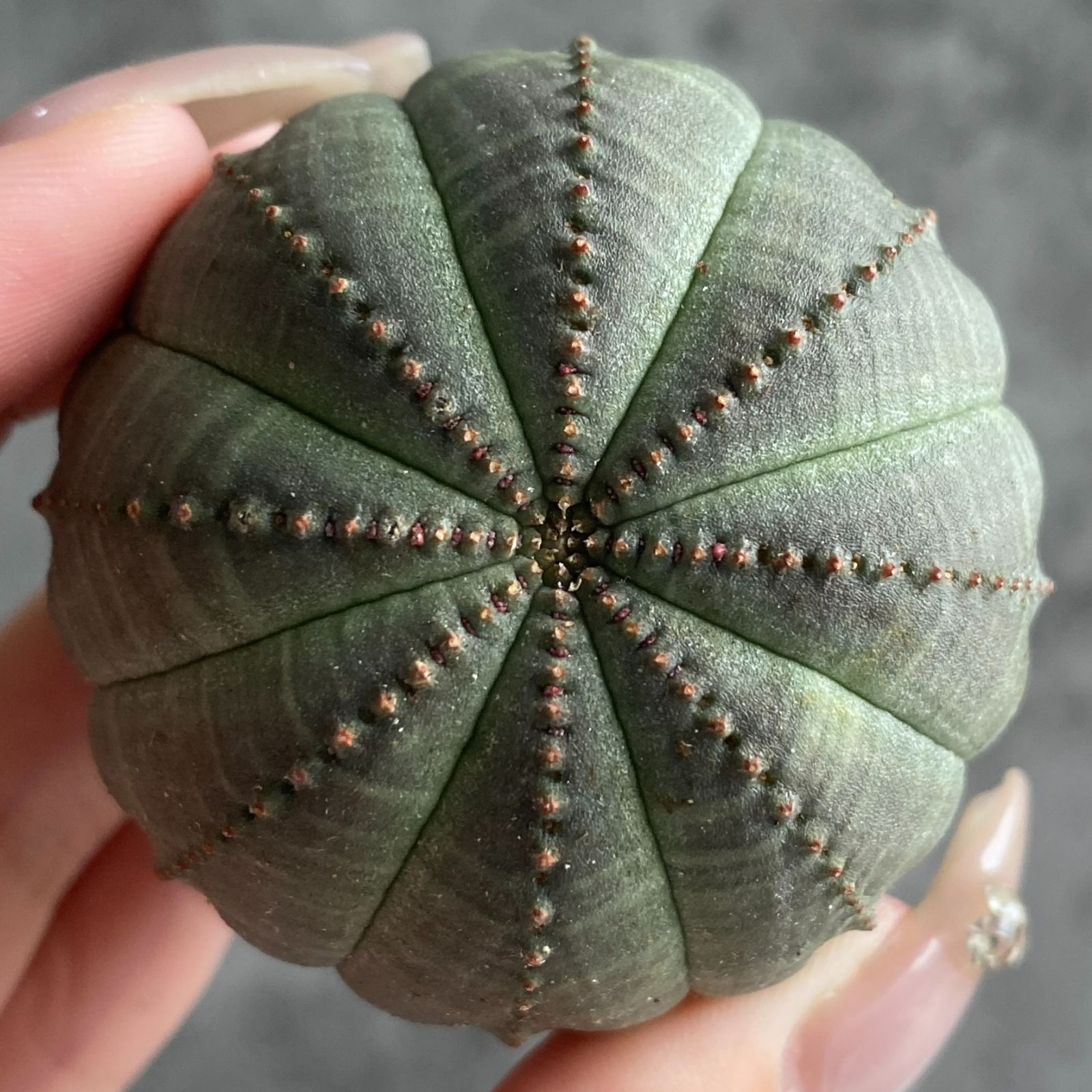 m*e様 B14434★オークション★ 超巨大8.5cm株！ユーフォルビア オベ B15033☆大特価☆ 超巨大株 ユーフォルビア オベサ - メルカリ