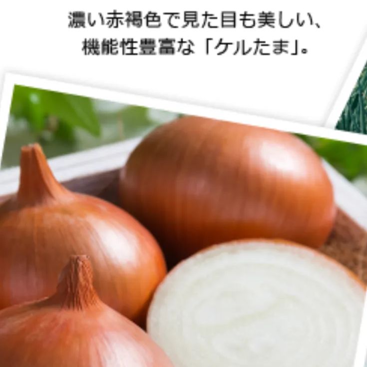 晩生】玉ねぎ苗▽ケルたま1000本 玉ねぎ苗（中晩生）F1ケルたま（R）