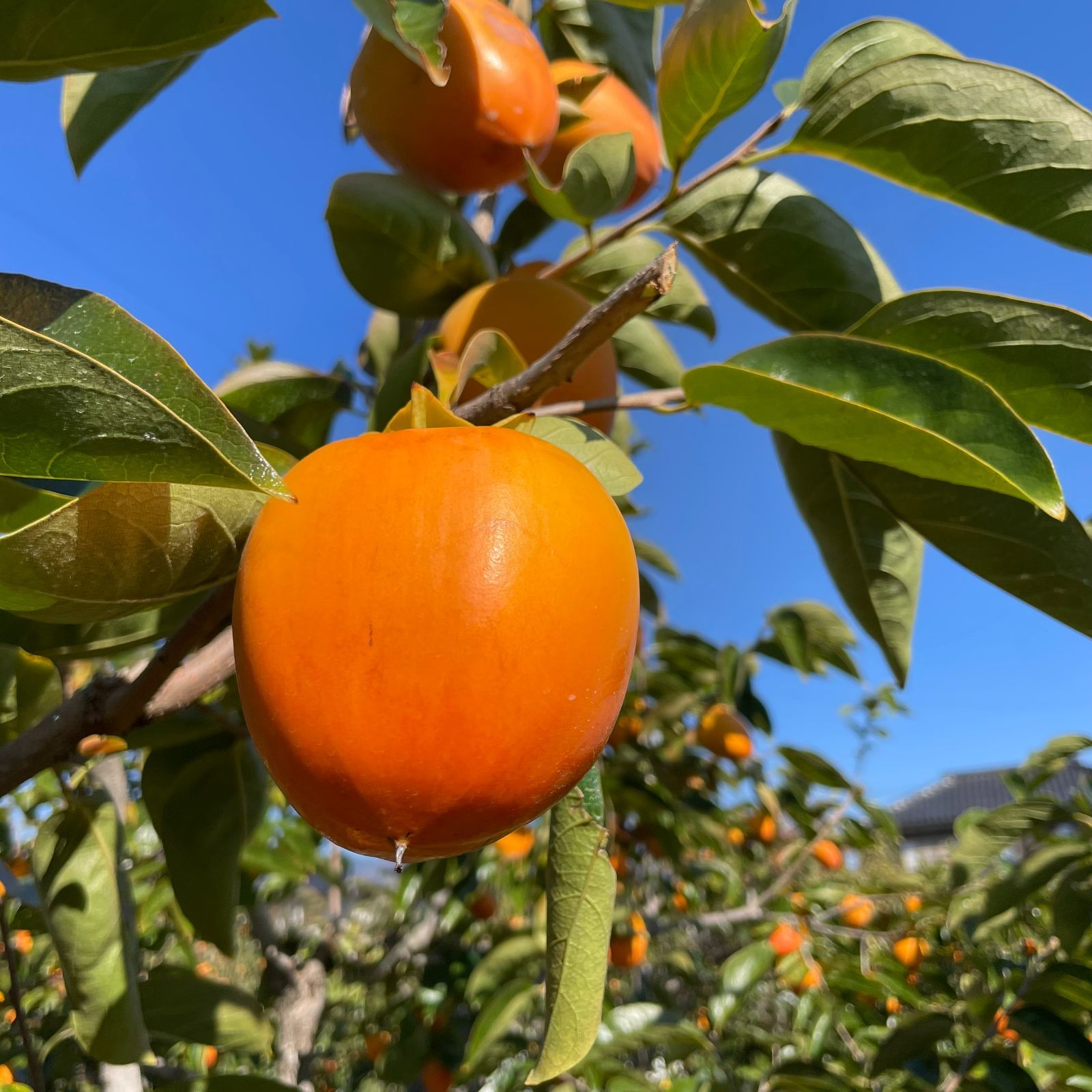 山梨県産 柿 甲州百目 干し柿 10キロ - メルカリ